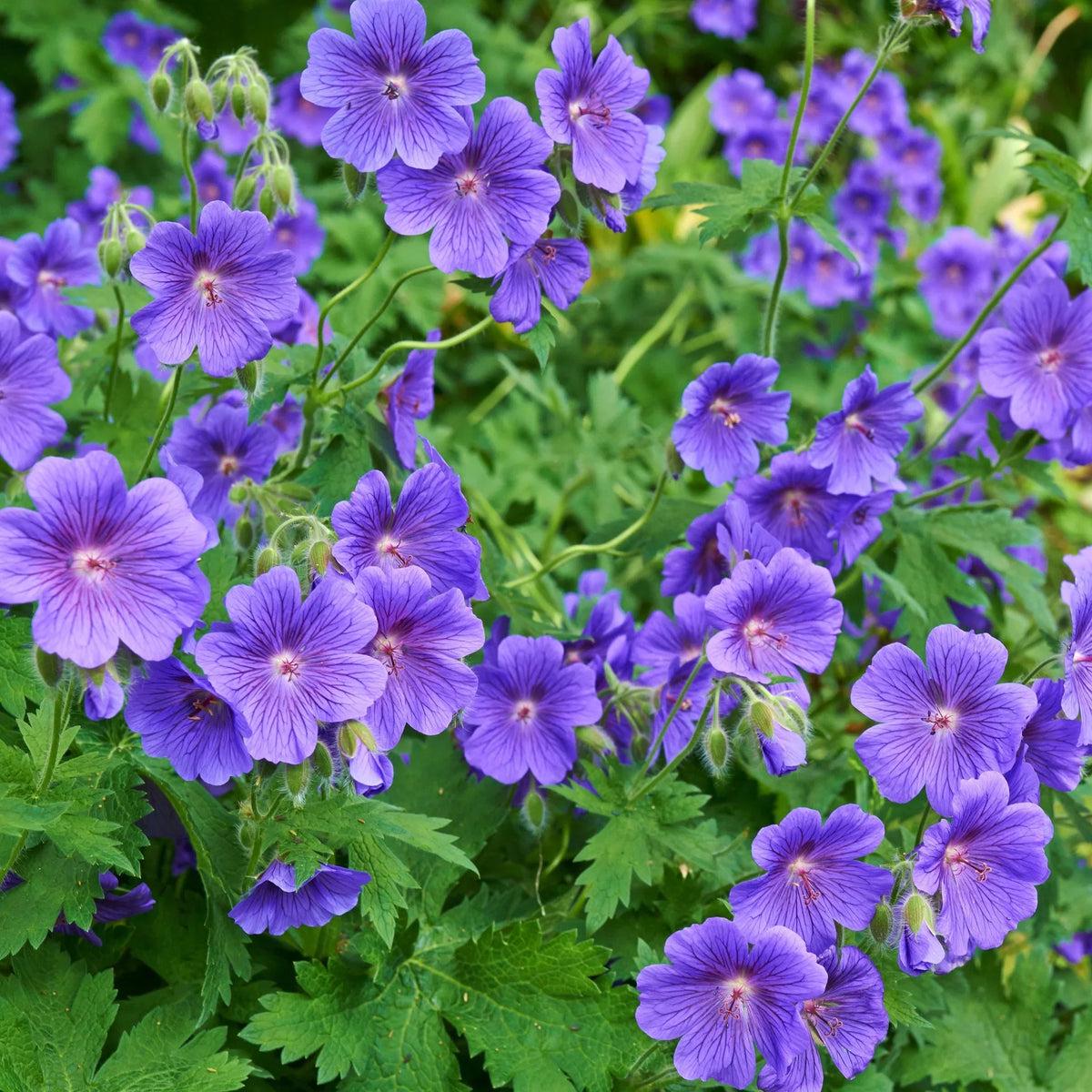 Deep Blue Geranium Flower seeds for Planting Sun Loving Heirloom & GMO Free Seeds for Home Garden Sale