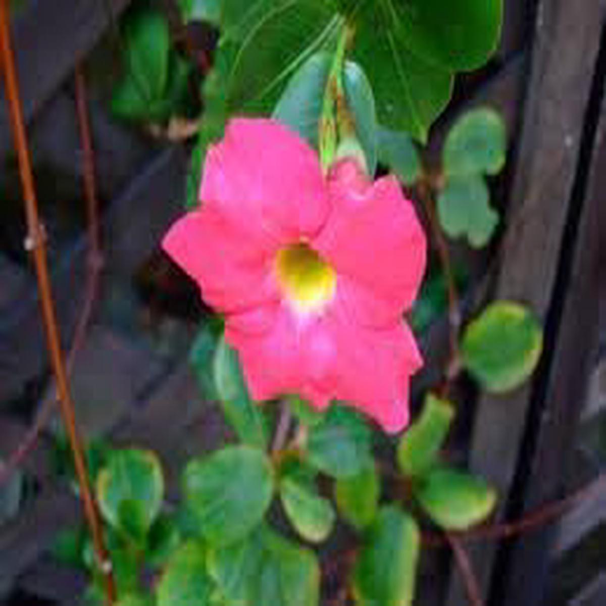 Dipladenia Flower seeds for Planting - Pollinator Friendly, Heirloom & GMO Free Seeds for Home Garden