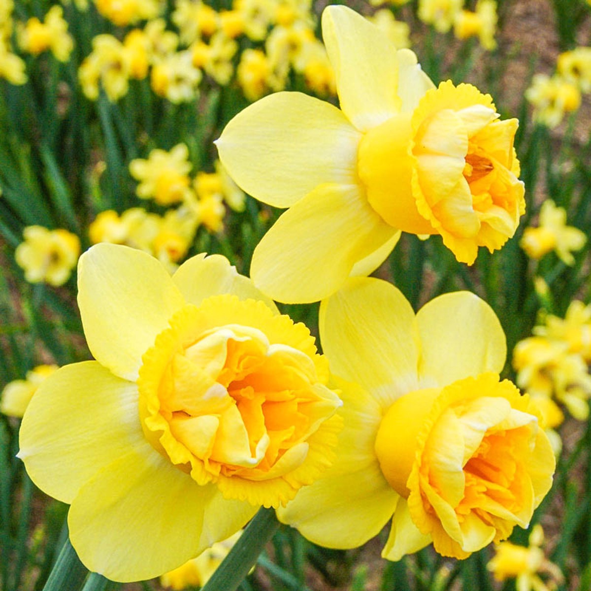 Double Narcissus Flower Seeds for Planting - Green & Yellow , Non GMO seeds