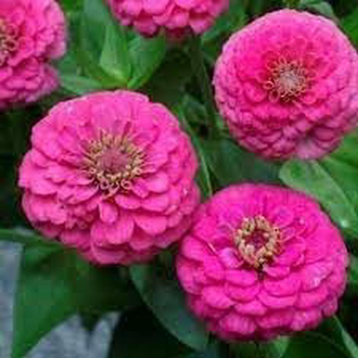 Elegans Flower Seeds for Planting  Heirloom, Non-GMO, High Germination Organic Garden Seeds
