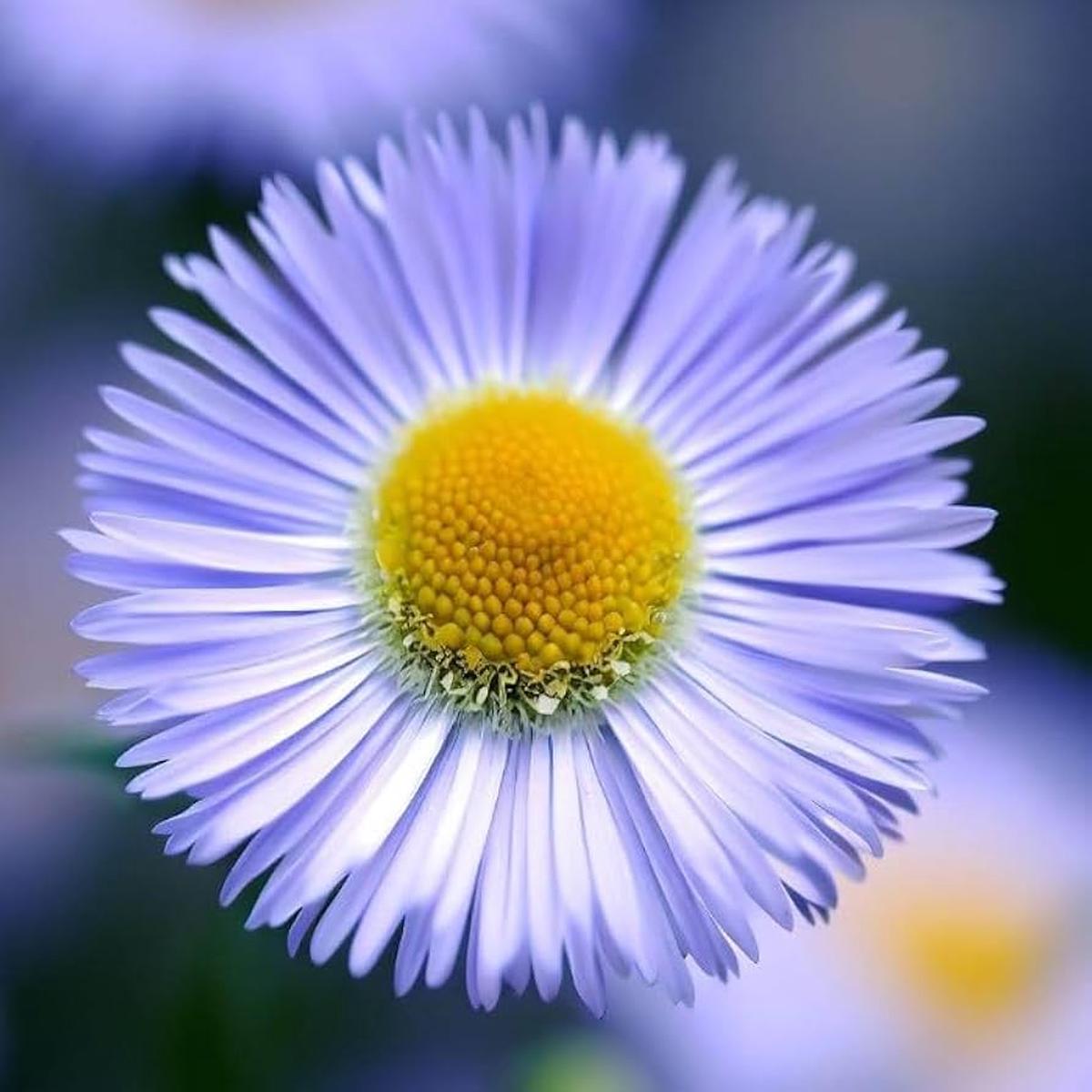 Erigeron Showy Fleabane Daisy Mix Seeds for Planting Perennial Seeds