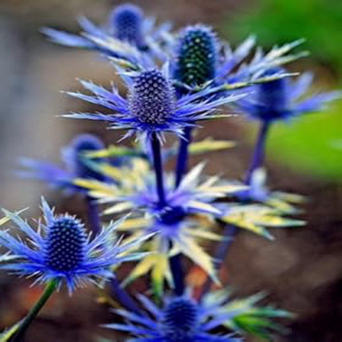 Eryngium Alpinum Plant Seeds for Planting Non-GMO Organic Garden Seeds, High Germination