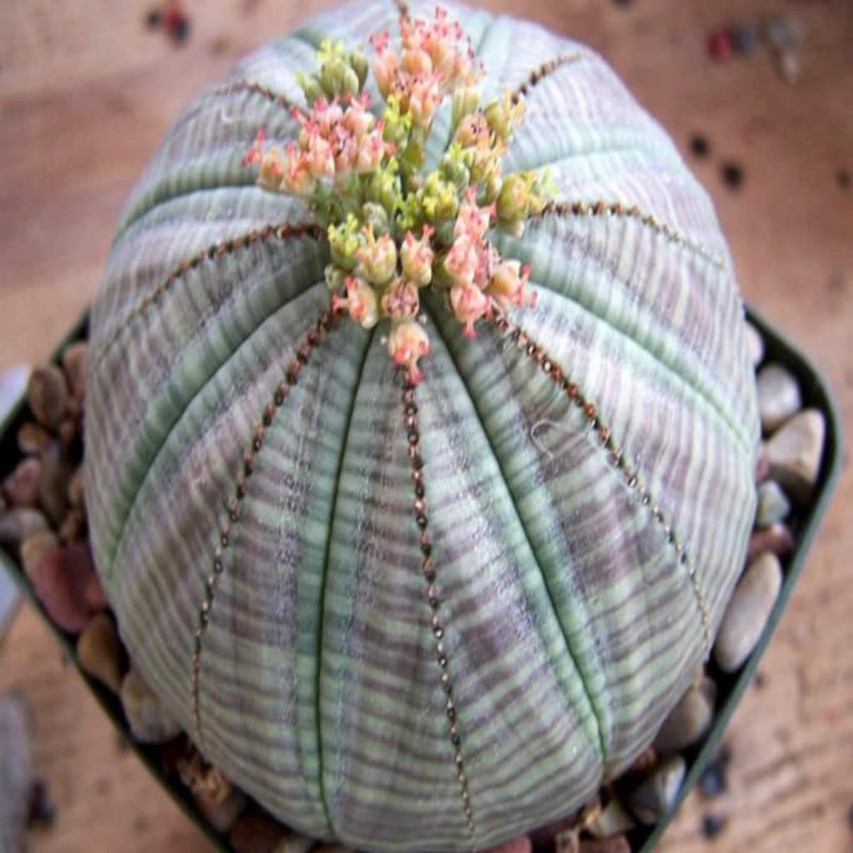 Euphorbia Obesa Baseball Flower seeds for Planting Long Bloom Season Heirloom & GMO Free Seeds for Home Garden