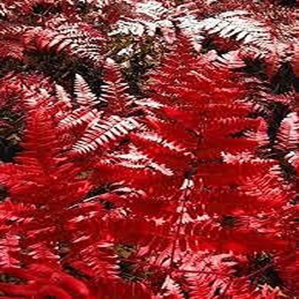 Fern Red Plant Seeds for Planting  Heirloom & Non-GMO High Germination Organic Garden Seeds