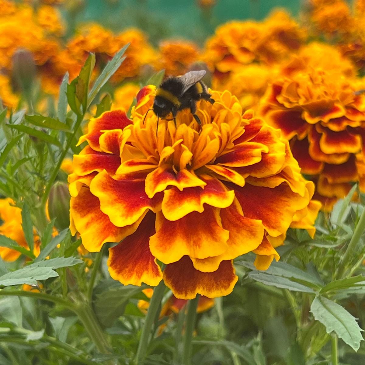 French Marigold 'Bonanza Bee' Seeds for Planting Heirloom, Non-GMO, Pollinator-Friendly, Annual