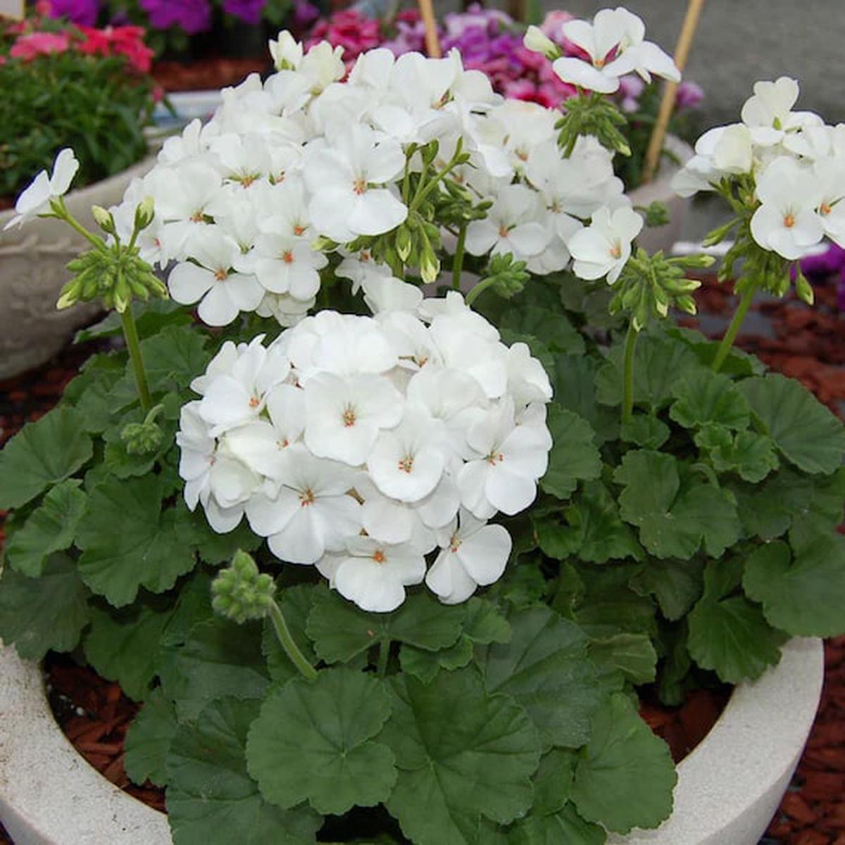 Geranium Flower Seeds for Planting White  Cut Flower Favorite, Heirloom, Non-GMO, High Germination Organic Garden Seeds