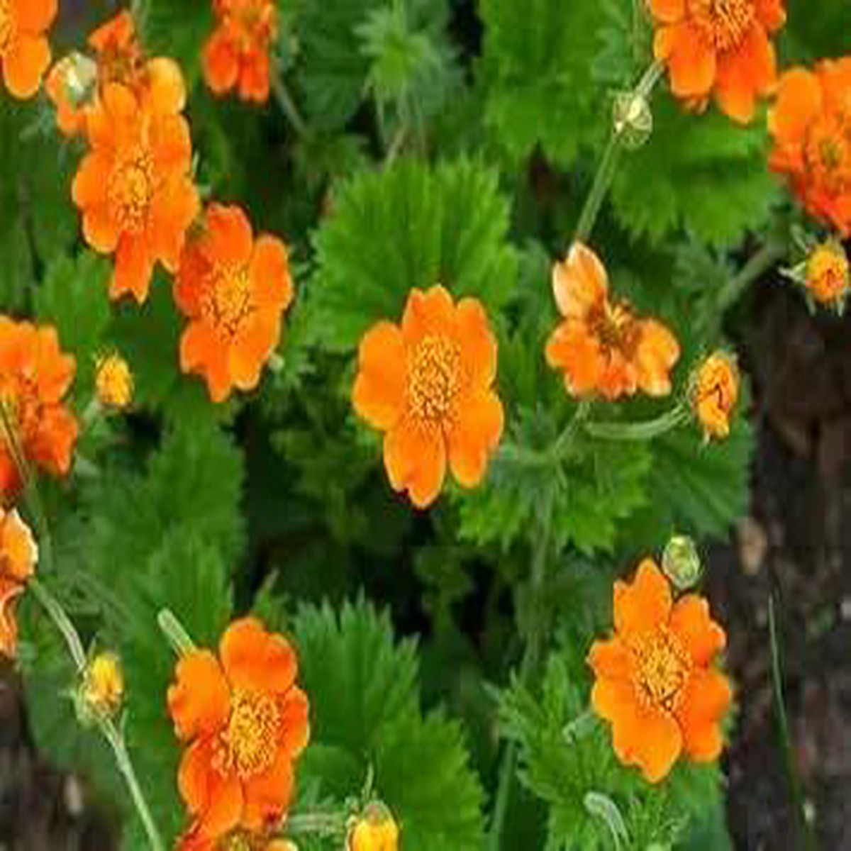 Geum Flower For Garden Planting Non Gmo Flower Seeds for Home Garden Planting, Fragrant Organic