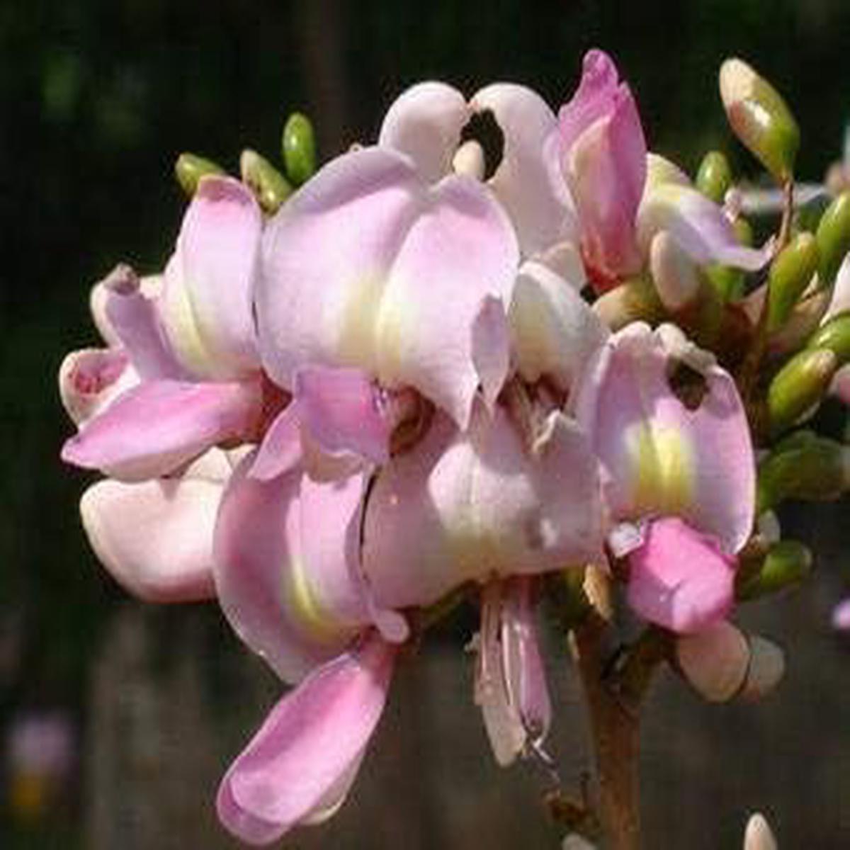 Gliricidia Maculata Madre de Cacao Seeds for Planting  Heirloom, Non-GMO Fast-Growing Tree Seeds