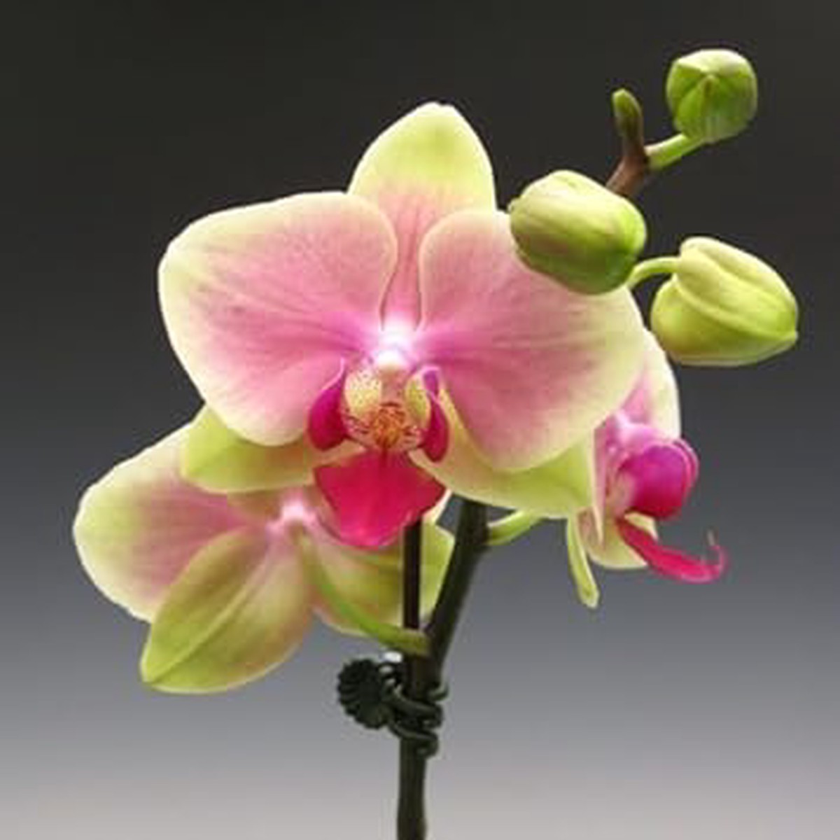 Green Pink Phalaenopsis Orchid Flower Seeds Heirloom Non-GMO High Germination Organic Garden Seeds for Exotic Planting