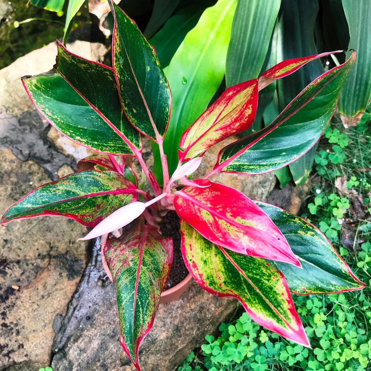 Green Red Aglaonema Flower seeds for Planting - Fragrant Blossoms, Heirloom & GMO Free Seeds for Home Garden