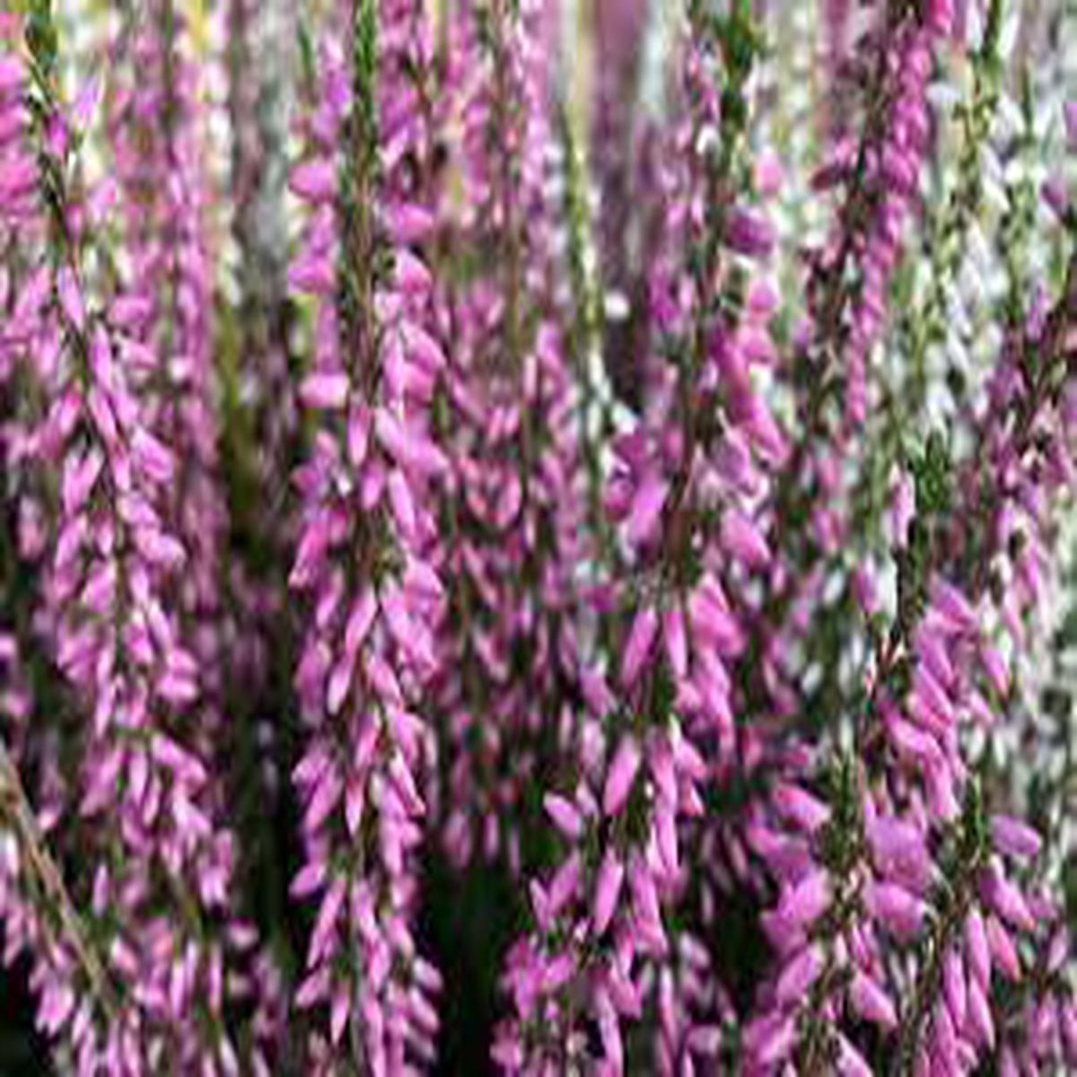 Heather Flower Planting Seeds 100 pcs