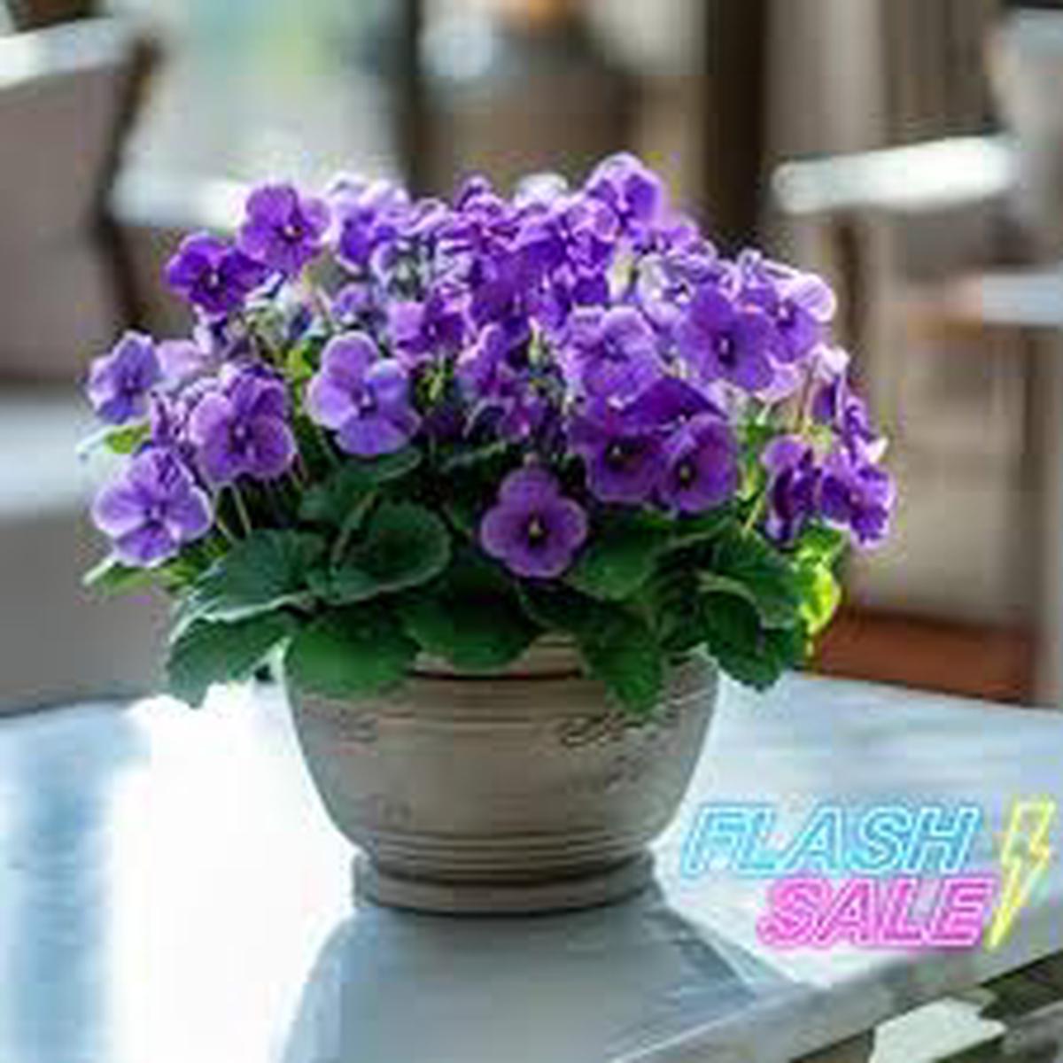 Heirloom African Violet Flower Seeds Non-GMO, Low Maintenance Organic Garden Seeds for Planting
