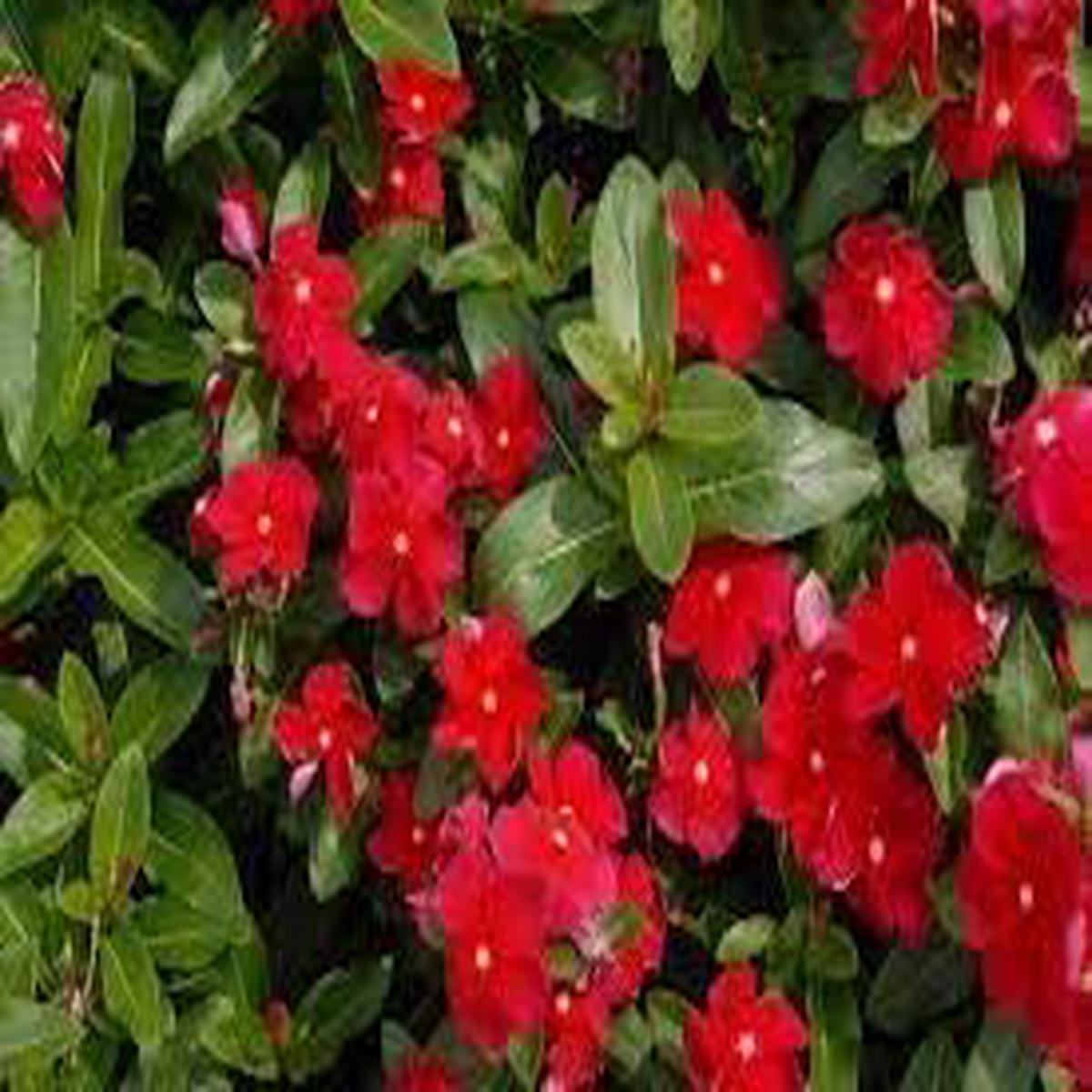 Heirloom Catharanthus Flower Seeds  Non-GMO, High Germination Organic Garden Seeds