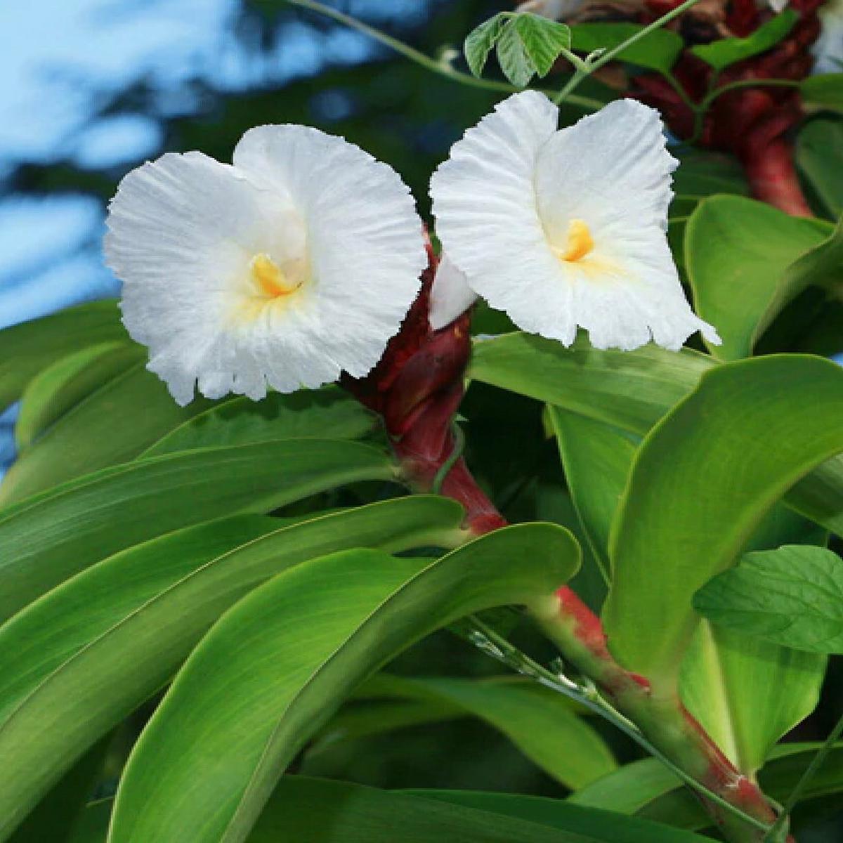Heirloom Costus Barbatus Flower seeds for Planting Shade Tolerant Heirloom & GMO Free Seeds for Home Garden