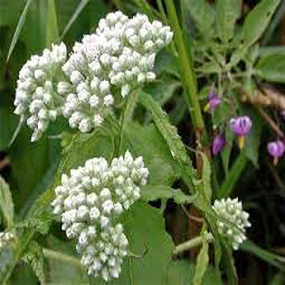 Heirloom Eupatorium Flower seeds for Planting Wildflower Mix Heirloom & GMO Free Seeds for Home Garden