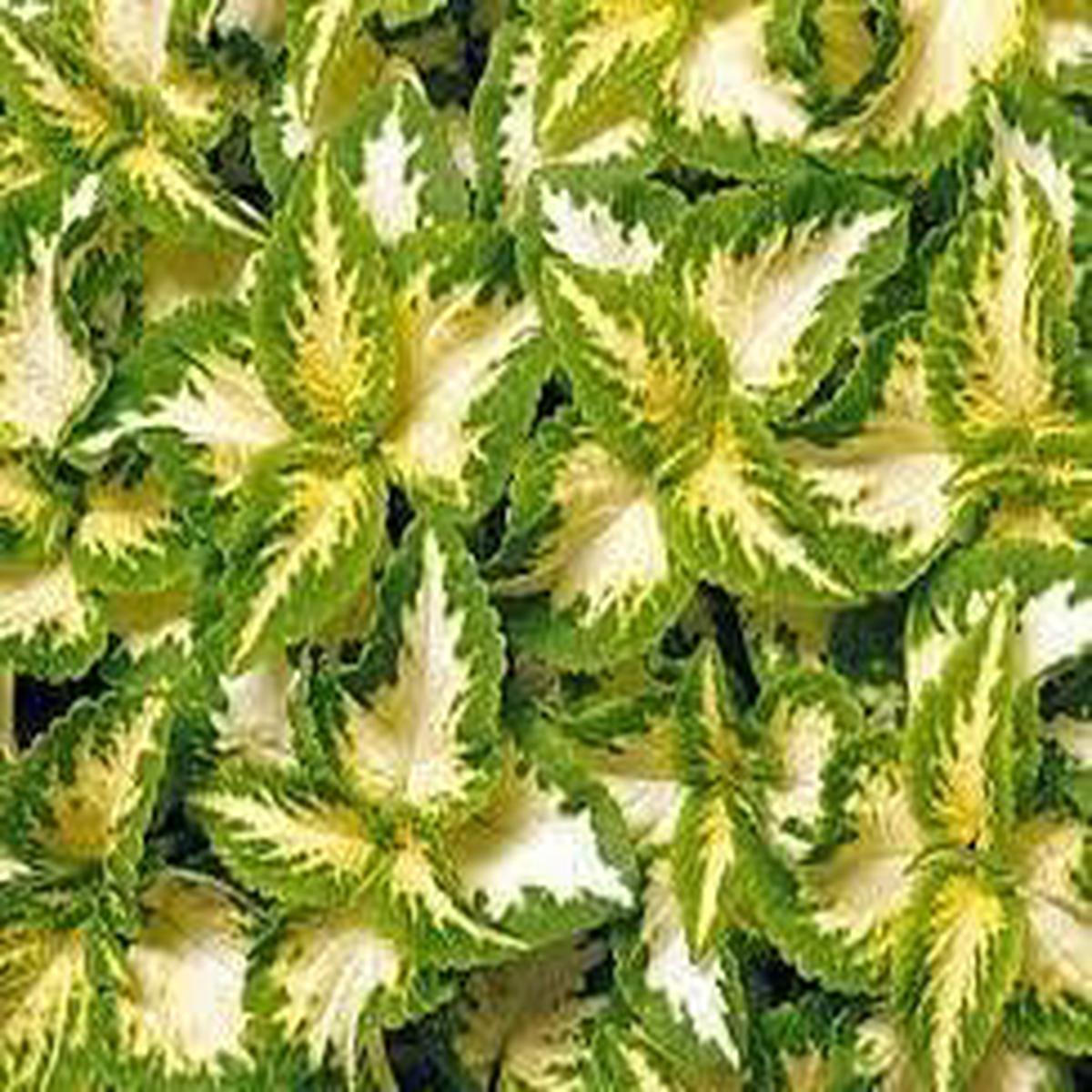 Heirloom Green Yellow Coleus Flower Seeds for Planting Non-GMO, Decorative Ornamental Foliage Variety
