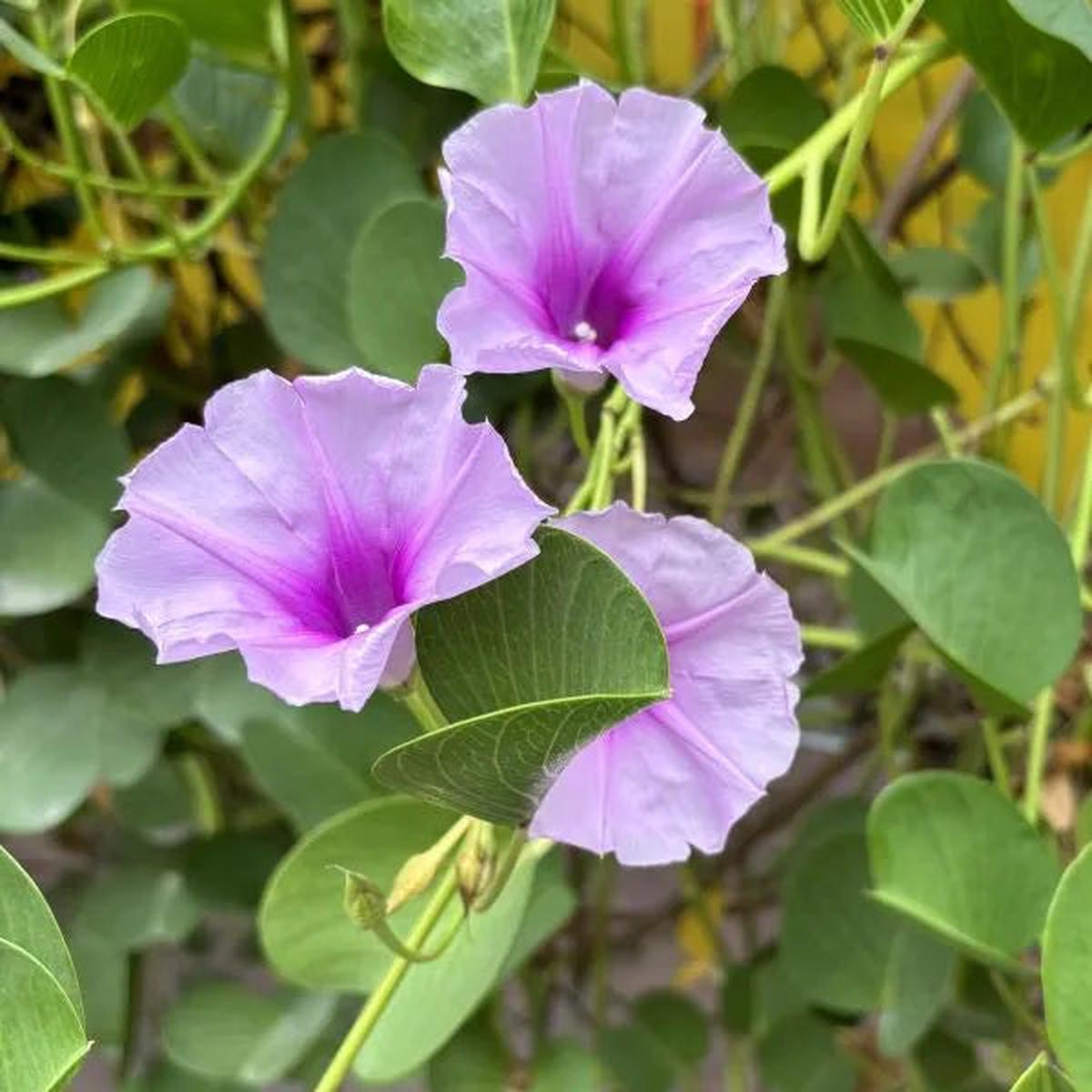 Heirloom Ipomea Pes-caprae Flower Seeds for Planting, Non-GMO