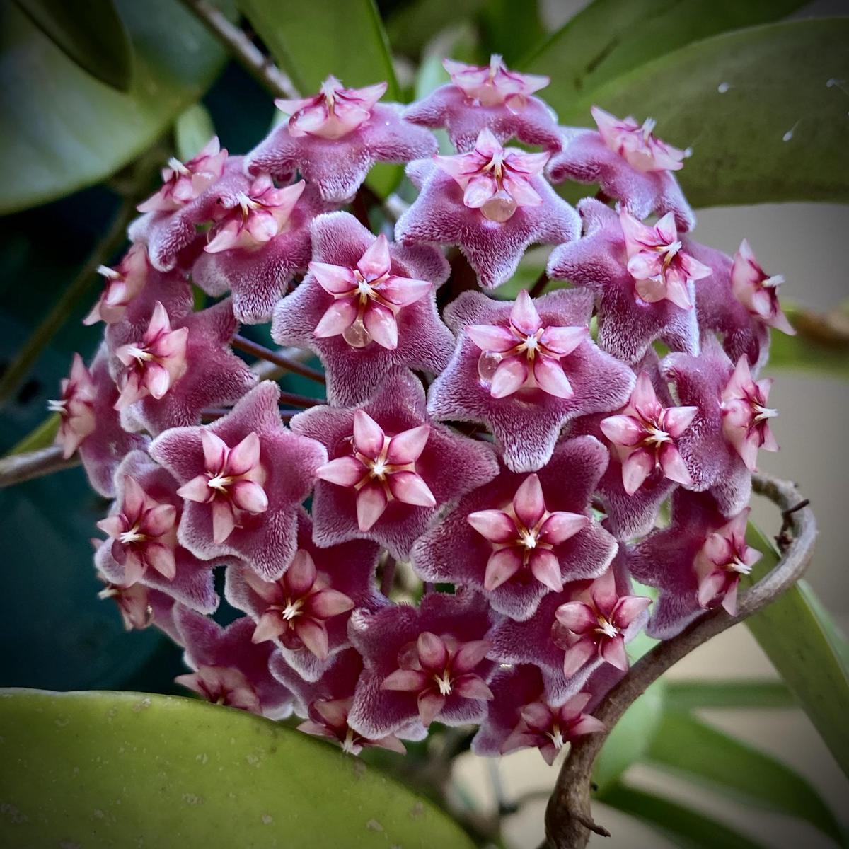 Heirloom Maroon Hoya Flower Seeds for Planting Non-GMO, Unique Fragrant Garden Blooms