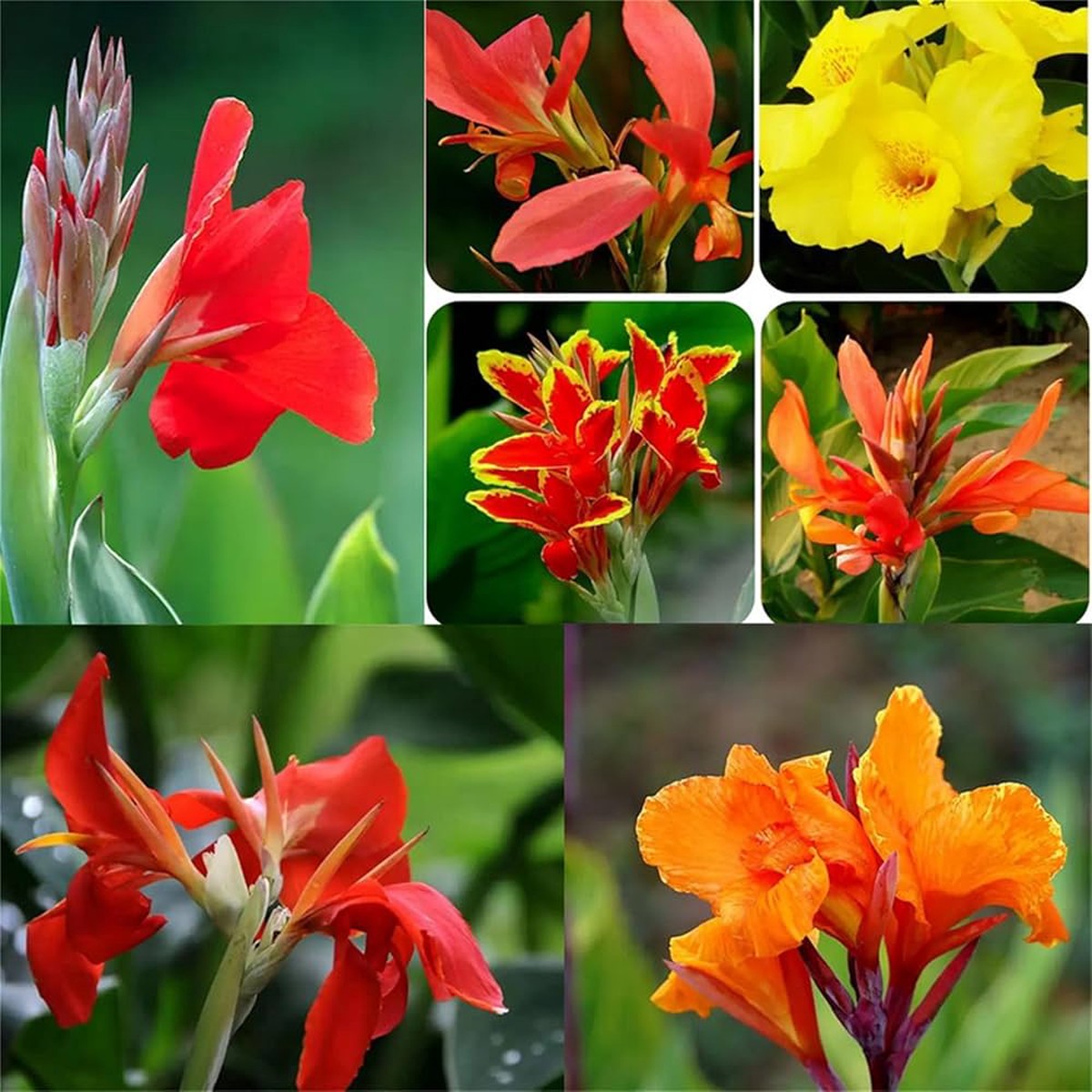 Heirloom Non Gmo Canna Flower For Planting Tropical Bold Garden Blooms Flower Seeds for Home Garden