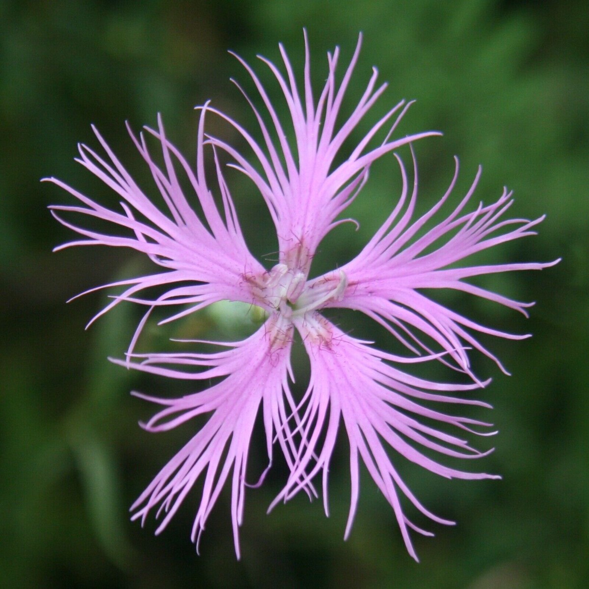 Heirloom Non-GMO Dianthus Superbus Flower Seeds for Fragrant Garden Blooms and Delicate Displays