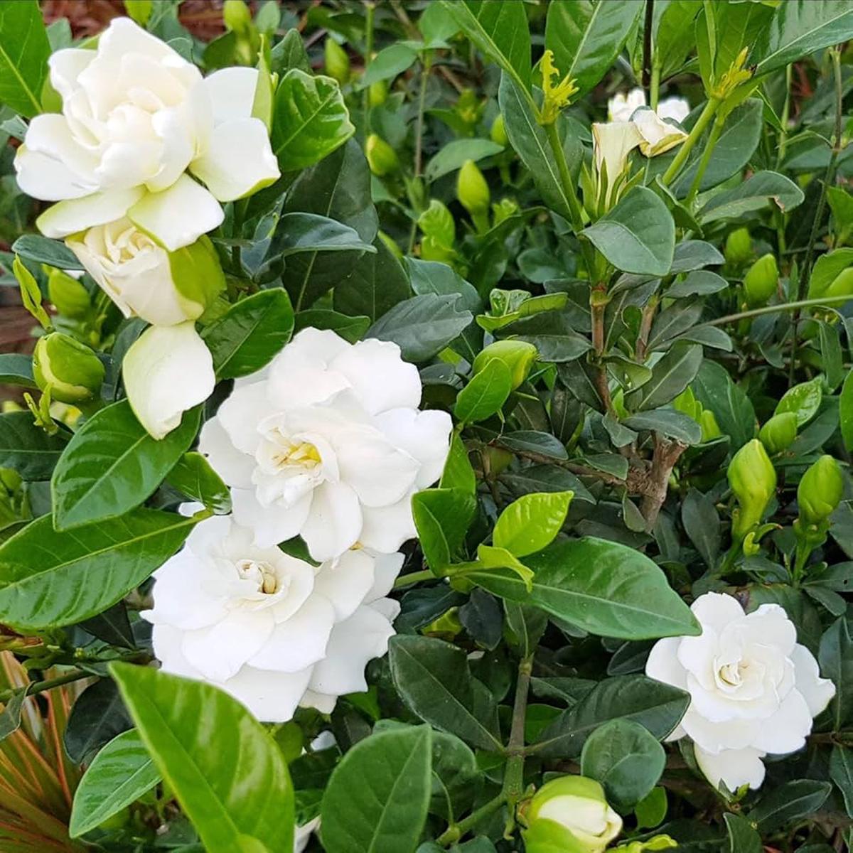 Heirloom Non-GMO Gardenia Flower Seeds for Planting  Fragrant White Evergreen Garden Blooms