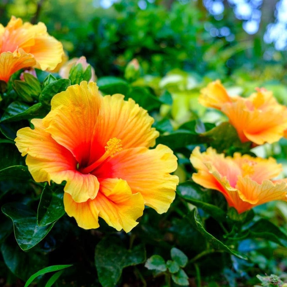 Heirloom Non Gmo Hibiscus Flower Planting Exotic Vibrant Blooms Flower Seeds Home Garden