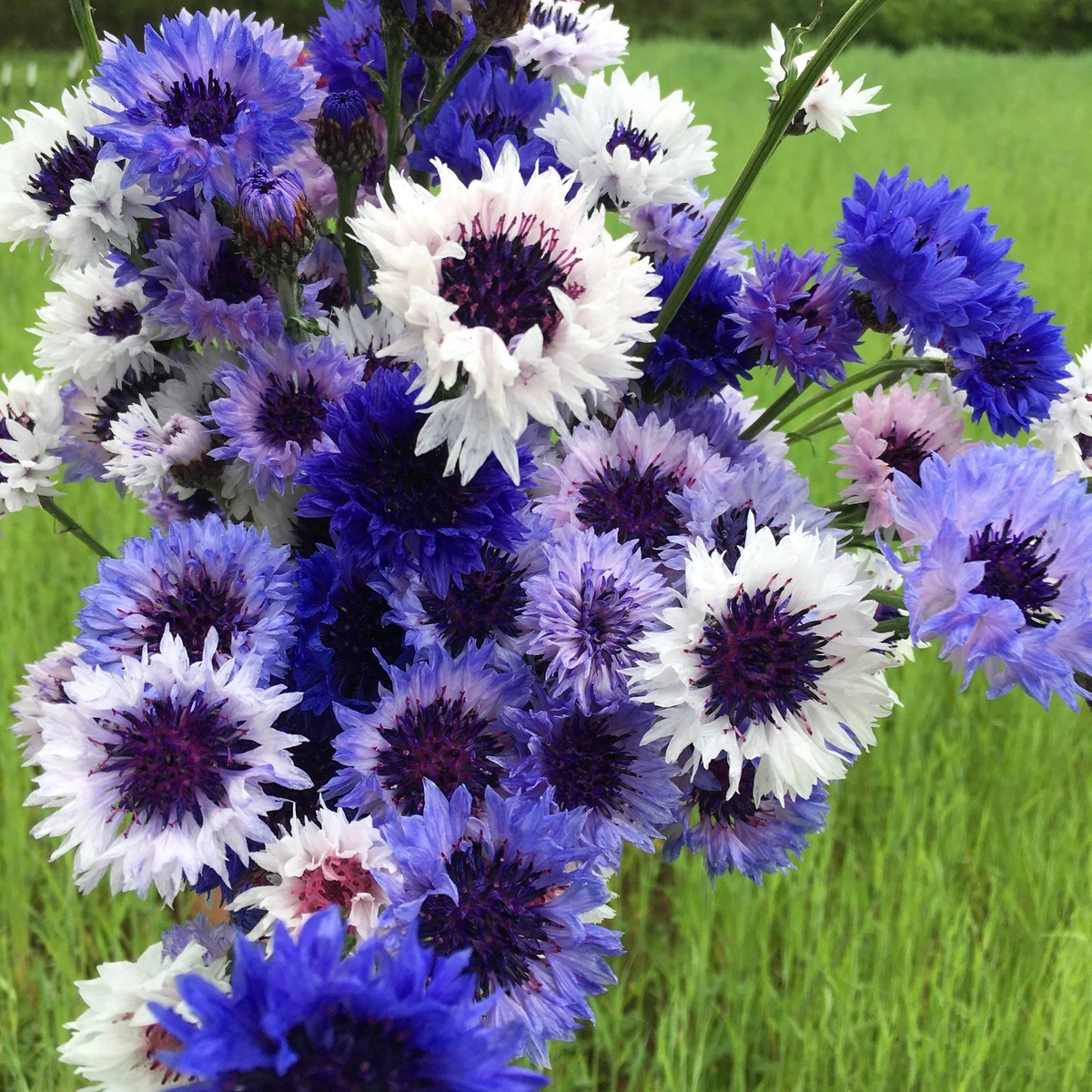 Heirloom Non-GMO Mixed Bachelor Flower Seeds for Planting Blooms for Pollinator-Friendly Gardens