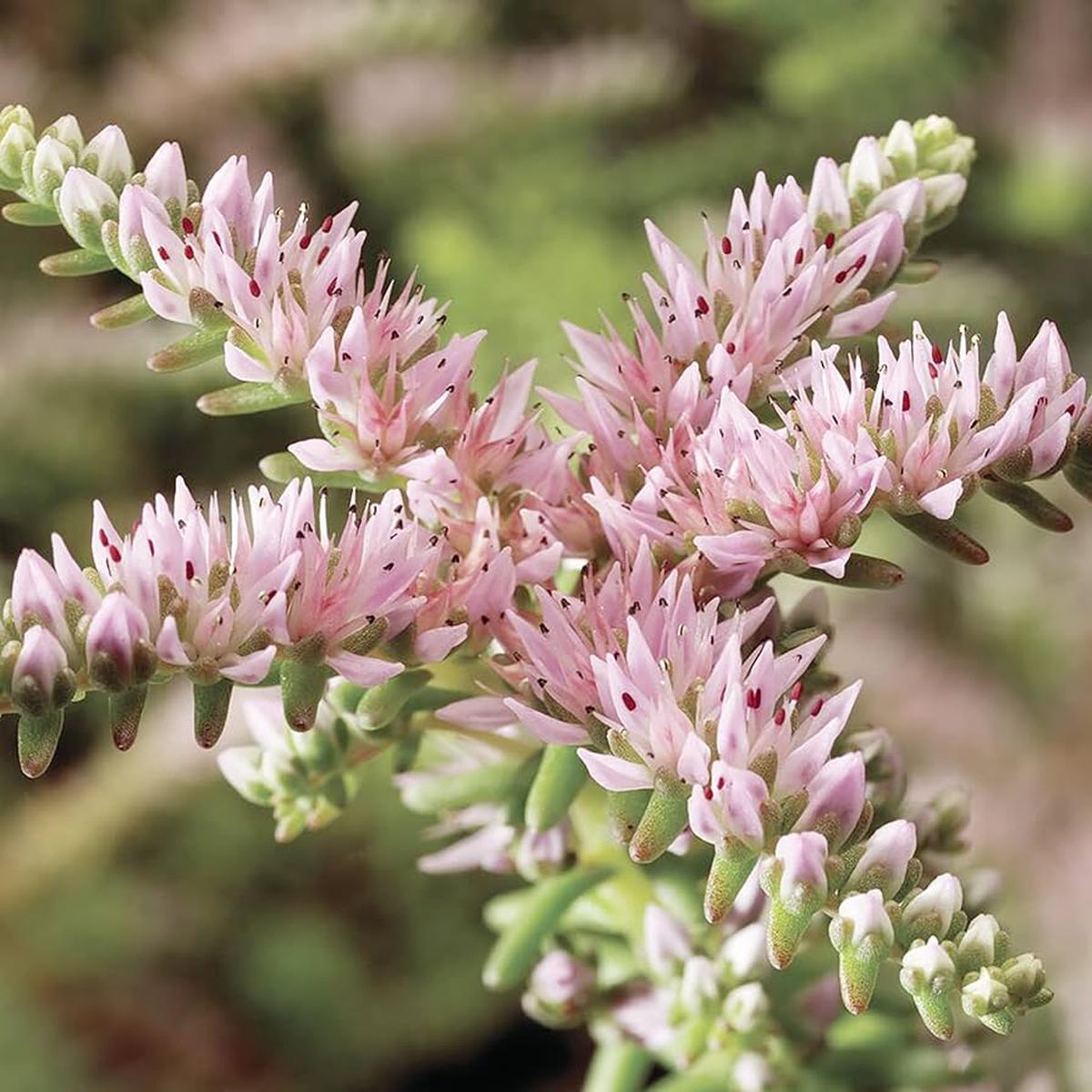 Heirloom Non-GMO Pink White Sedum Pulchellum Flower Seeds for Planting  Hardy Ground Cover Blooms