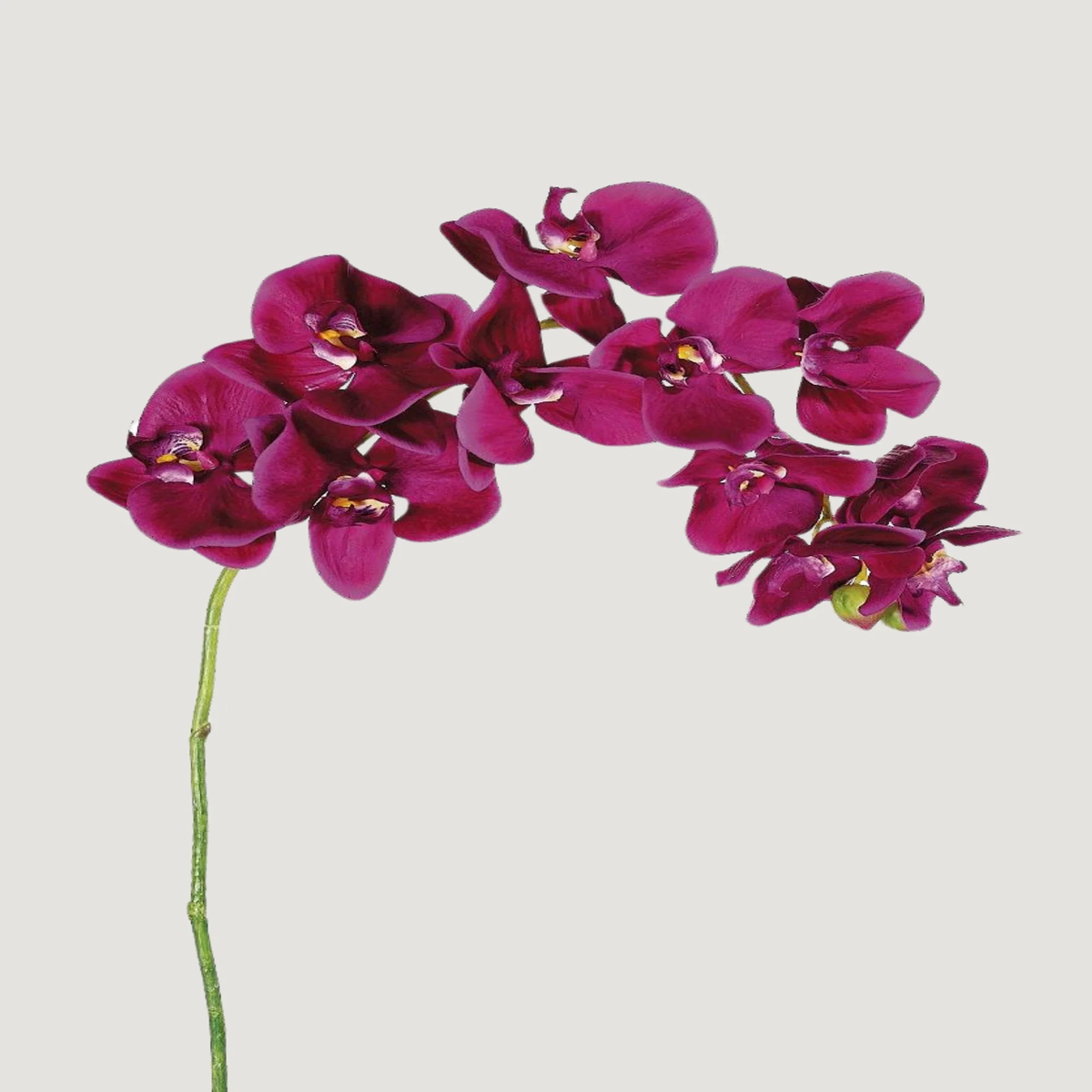 Heirloom Non-GMO Purple Phalaenopsis Orchid Flower Seeds for Planting High Germination Organic Garden Seeds