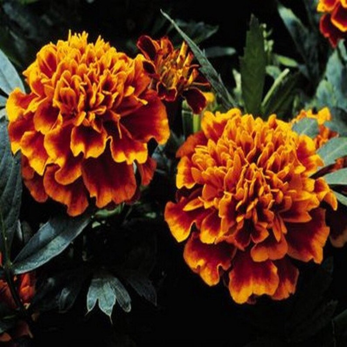 Heirloom Non-GMO Russian Marigold Flower Seeds for Planting Bright Hardy Blooms for Garden Borders | High Germination