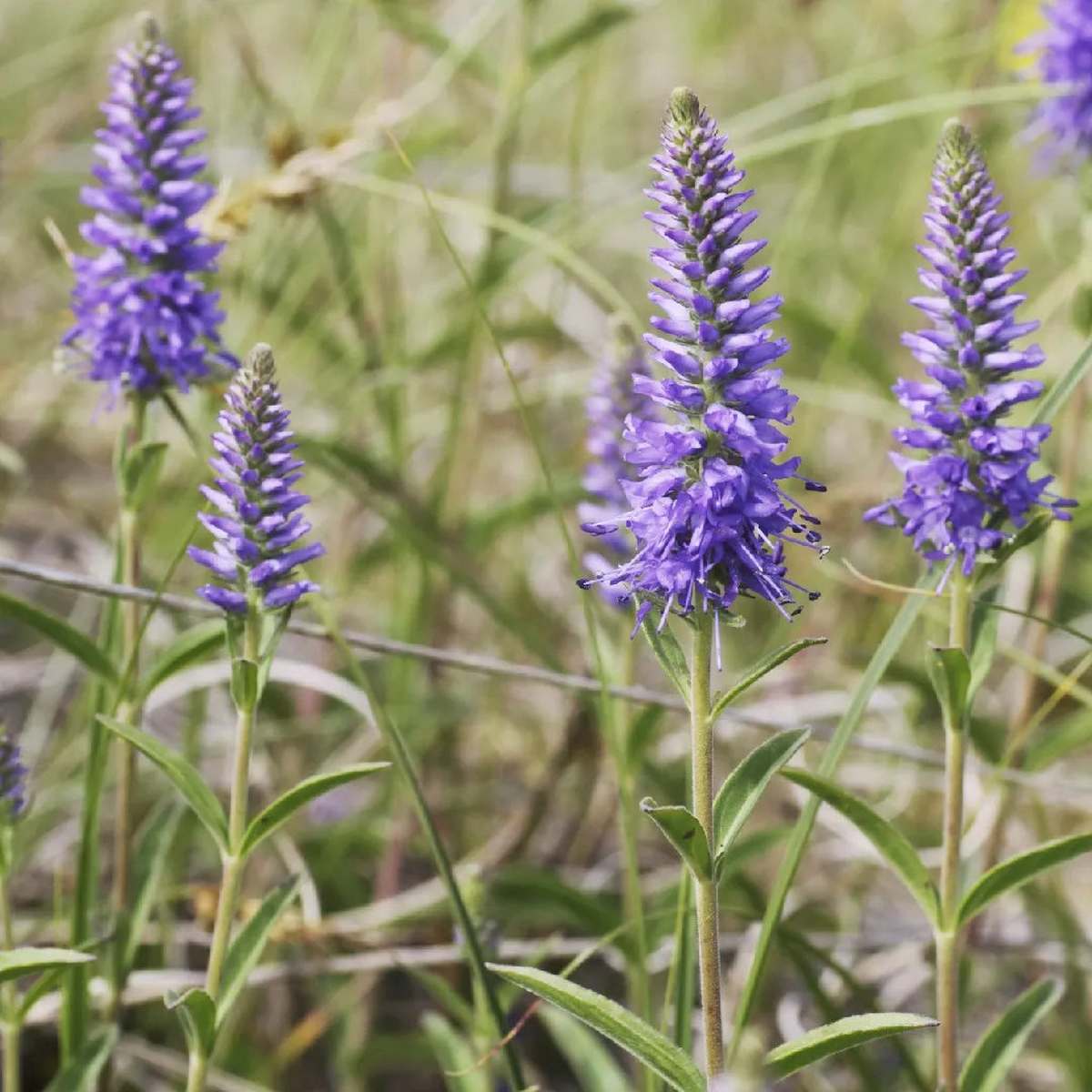 Heirloom Non-GMO Veronica Spicata Flower Seeds for Planting High Germination Organic Garden Seeds