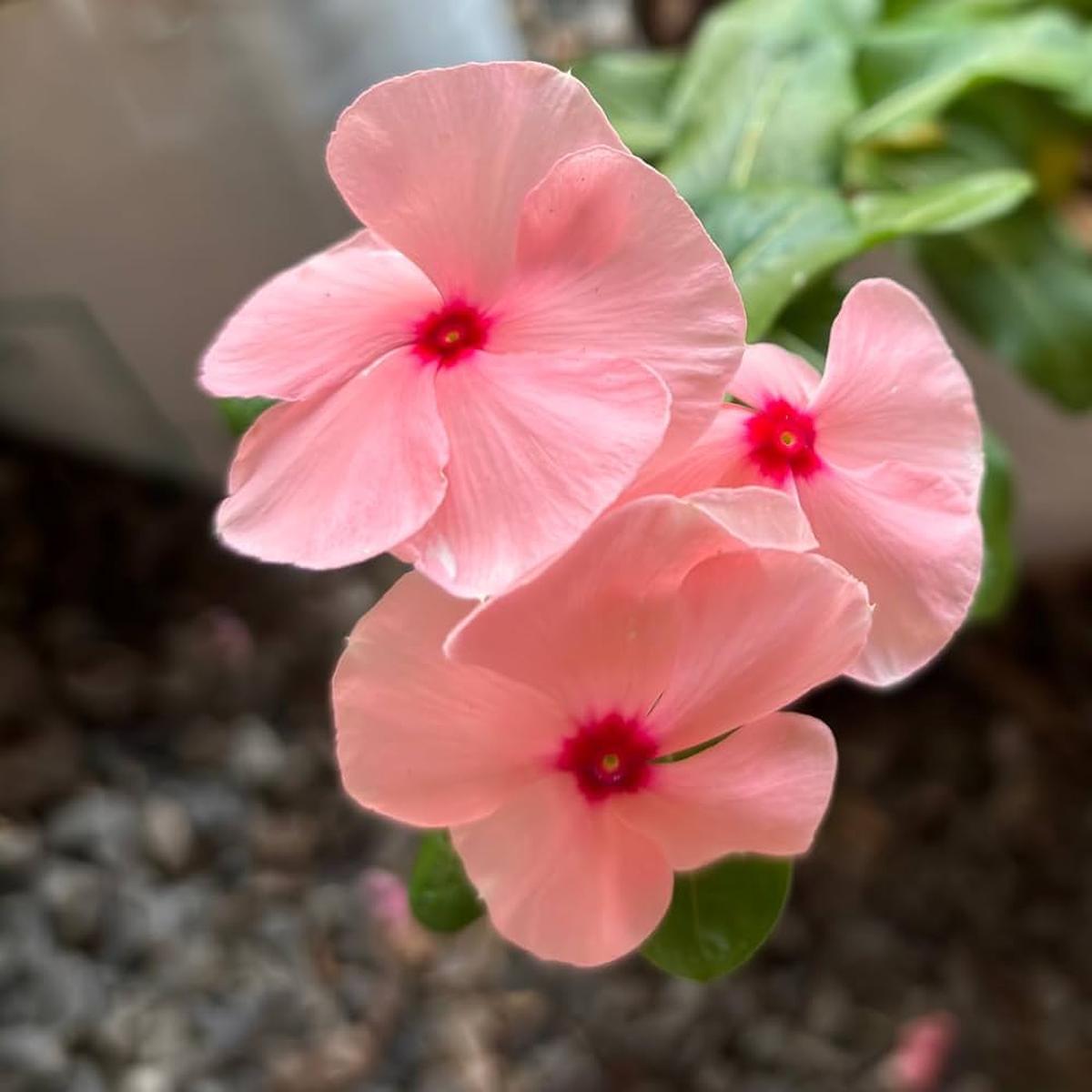Heirloom Non-GMO Vinca Periwinkle Flower Seeds  Light Pink Blooms for Planting