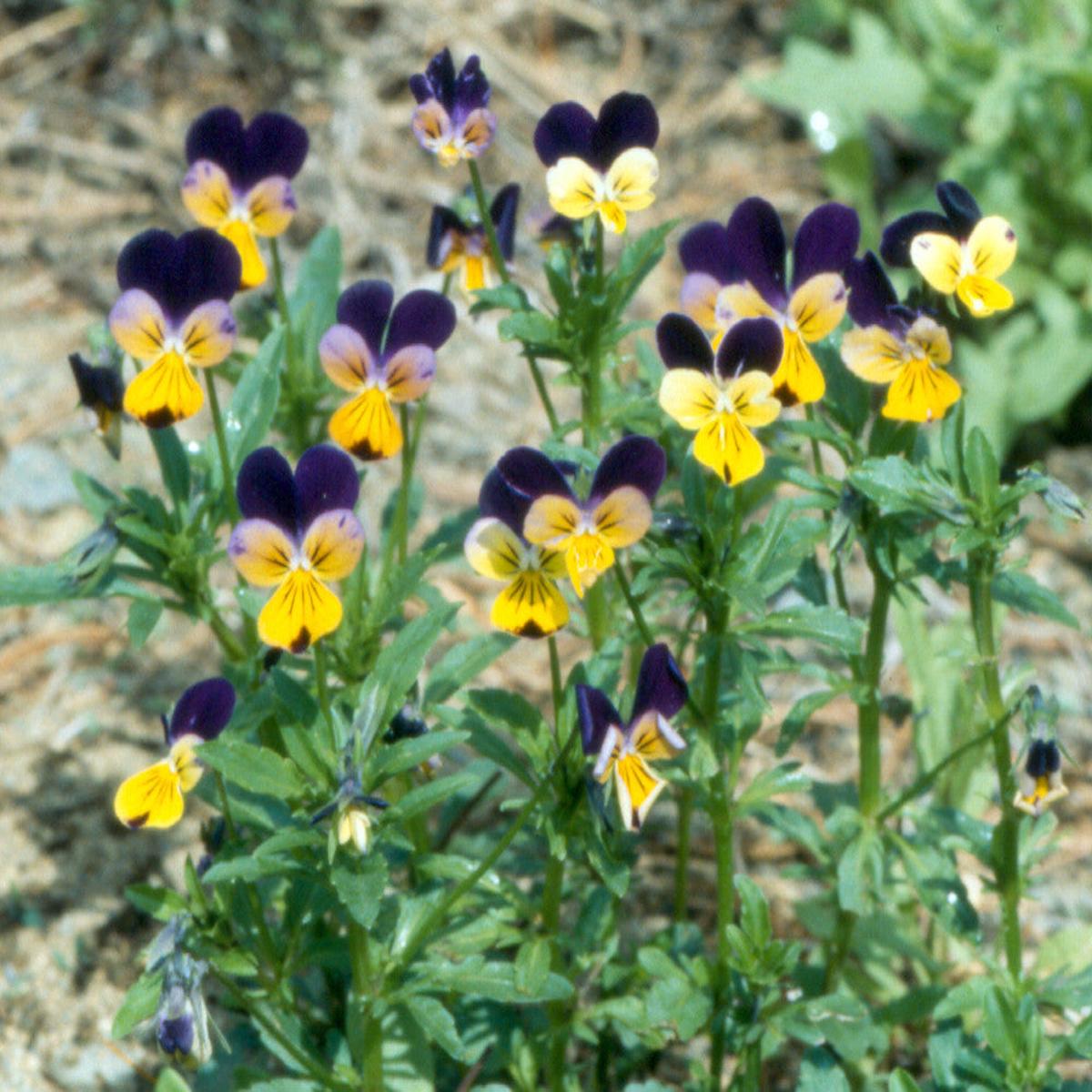 Heirloom Non-GMO Viola Tricolor Flower Seeds for Planting Colorful Edible Blooms