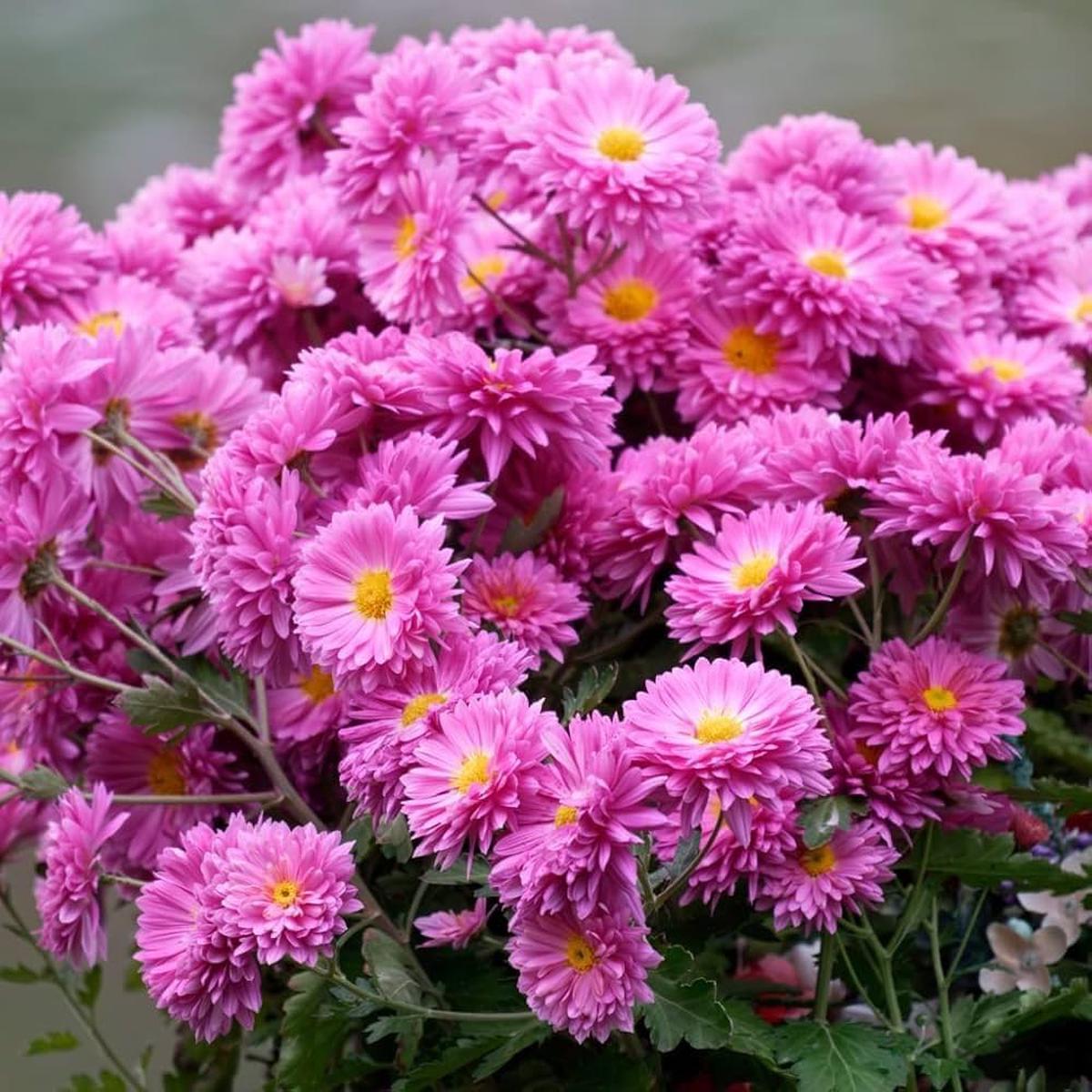 Heirloom Non-GMO Yellow Pink Chrysanthemum Flower Seeds for Vibrant Fall Garden Planting
