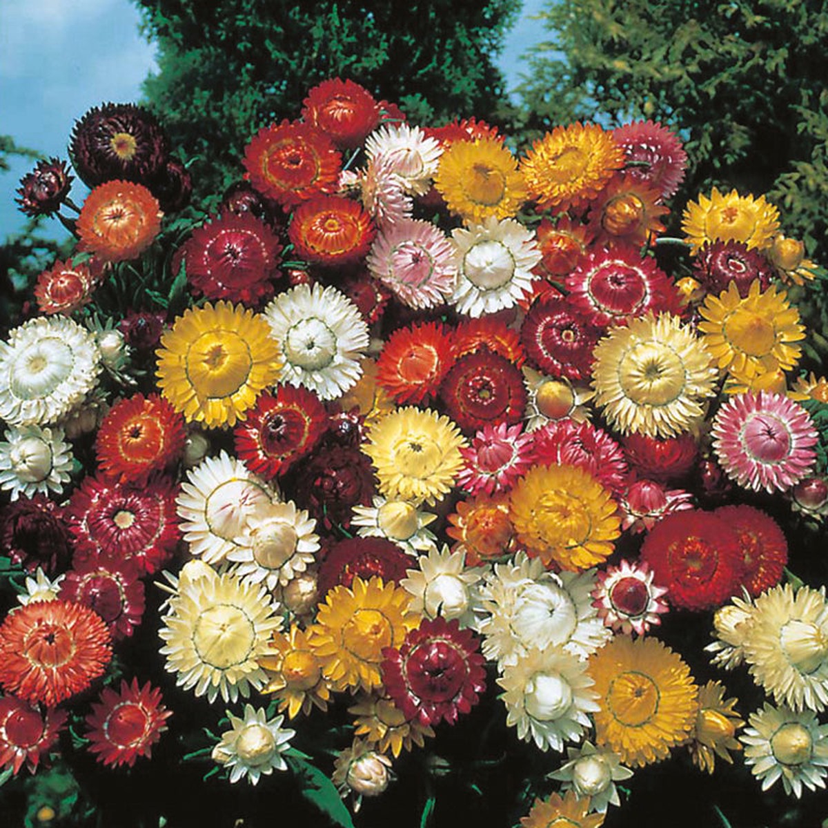 Helichrysum Large Mixed Flower Seeds