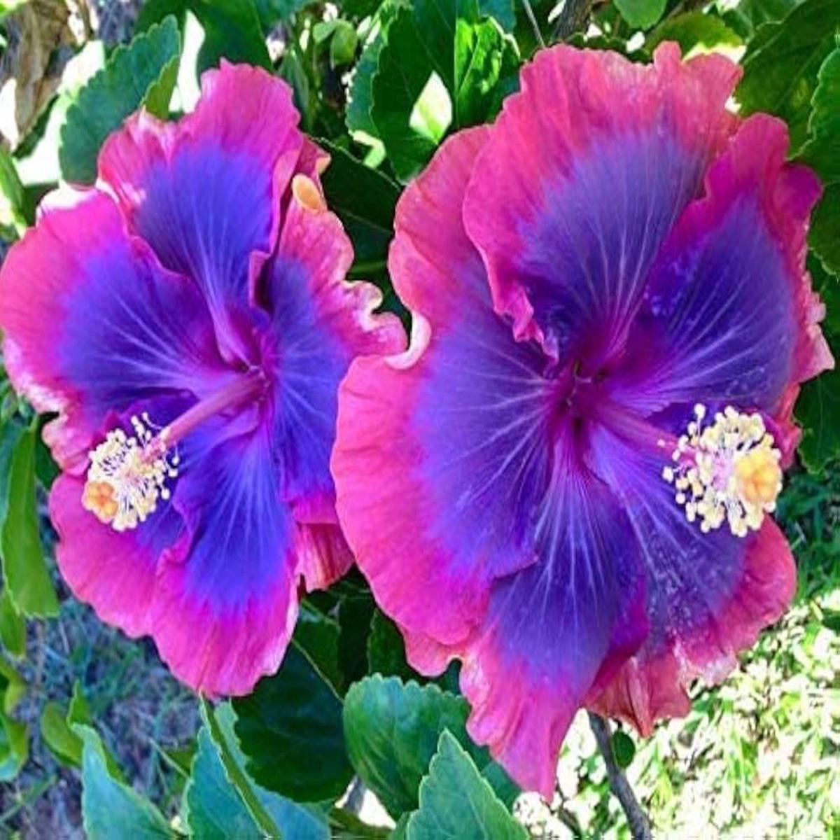 Hibiscus Hibiscus Rosa-Sinensis Rare Pink Purple Flower Seeds for Planting  Perfect for Ornamental Backyard Planting
