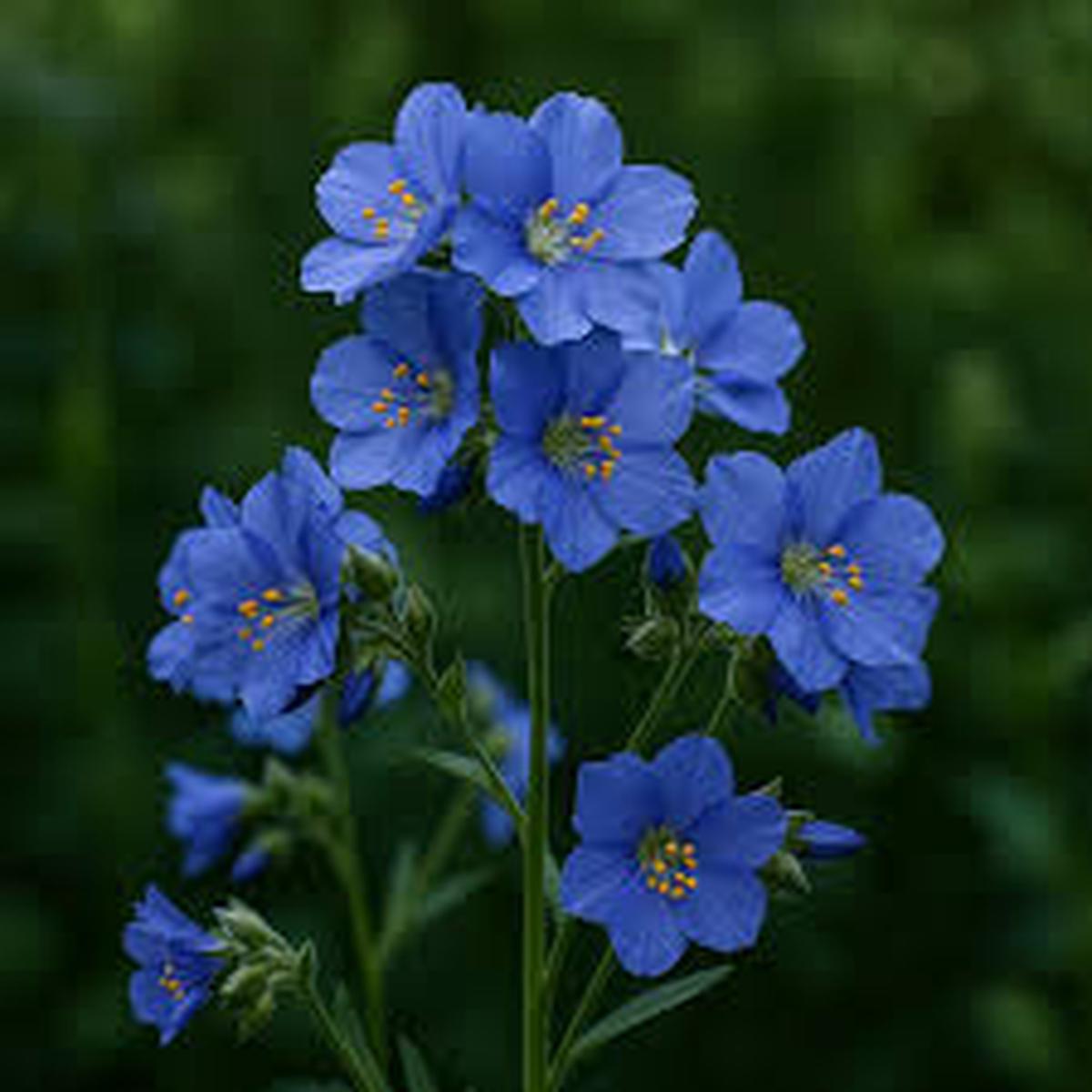 Himalayan Flower Seeds for Planting - Vibrant Colors, Heirloom & Non-GMO Seeds for Home Garden