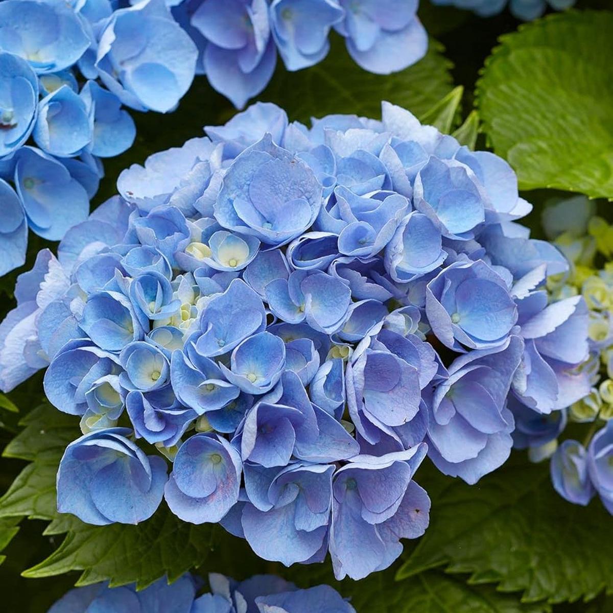 Hydrangea Flower seeds for Planting Compact Growth Heirloom & GMO Free Seeds for Home Garden