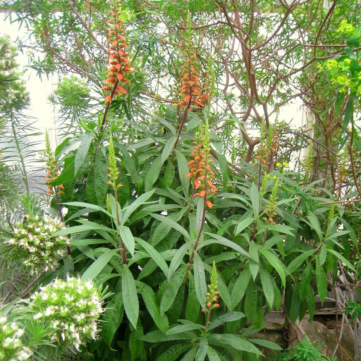 Isabelliana Flower seeds for Planting Colorful Display Heirloom & GMO Free Seeds for Home Garden
