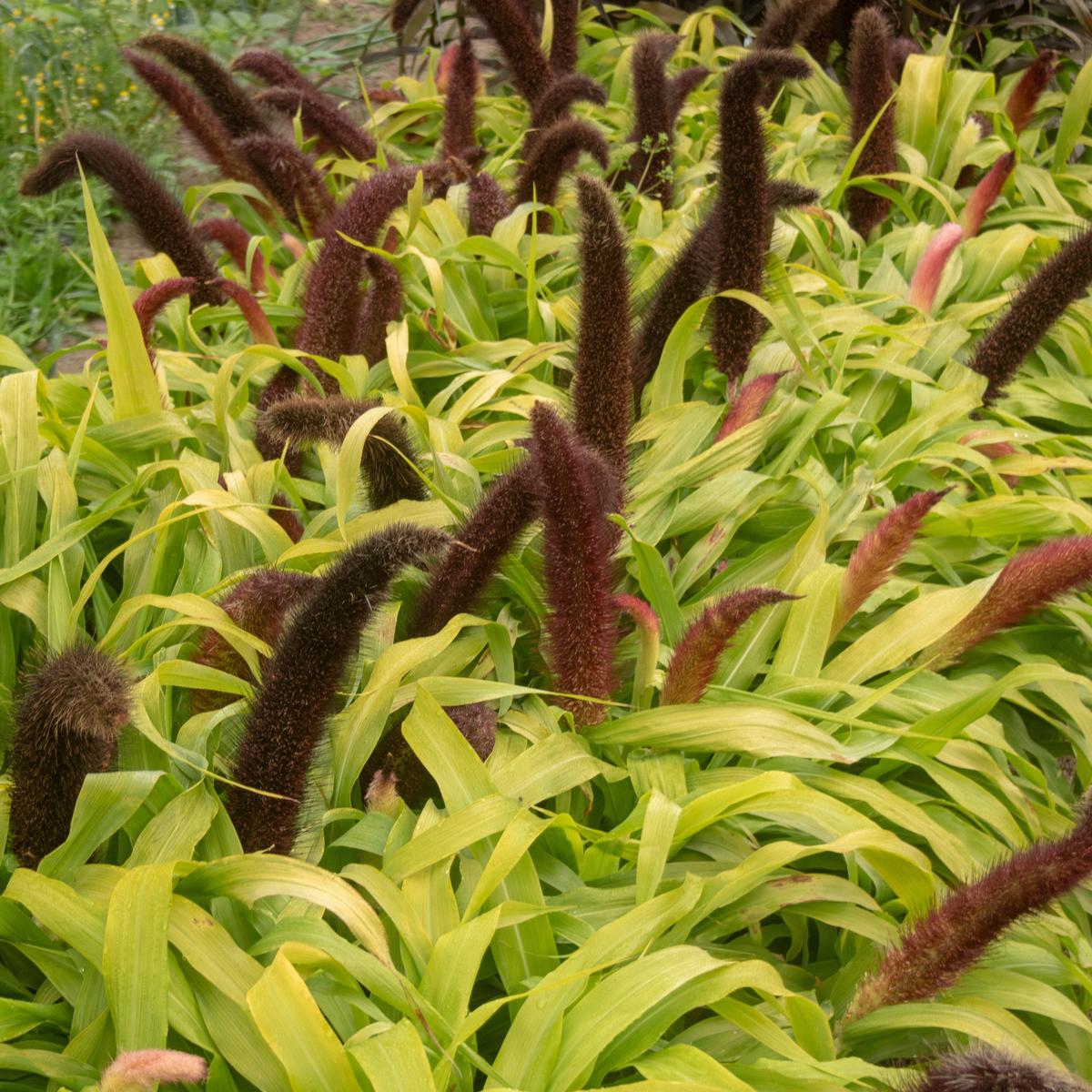 Jade Princess Millet