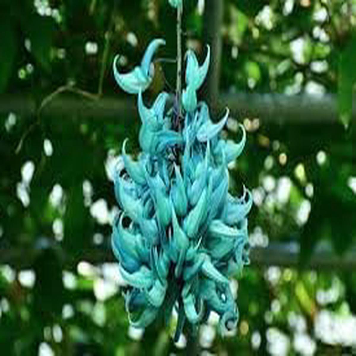 Jadewein Flower Seeds for Planting Heirloom, Non-GMO, High Germination Organic Garden Seeds