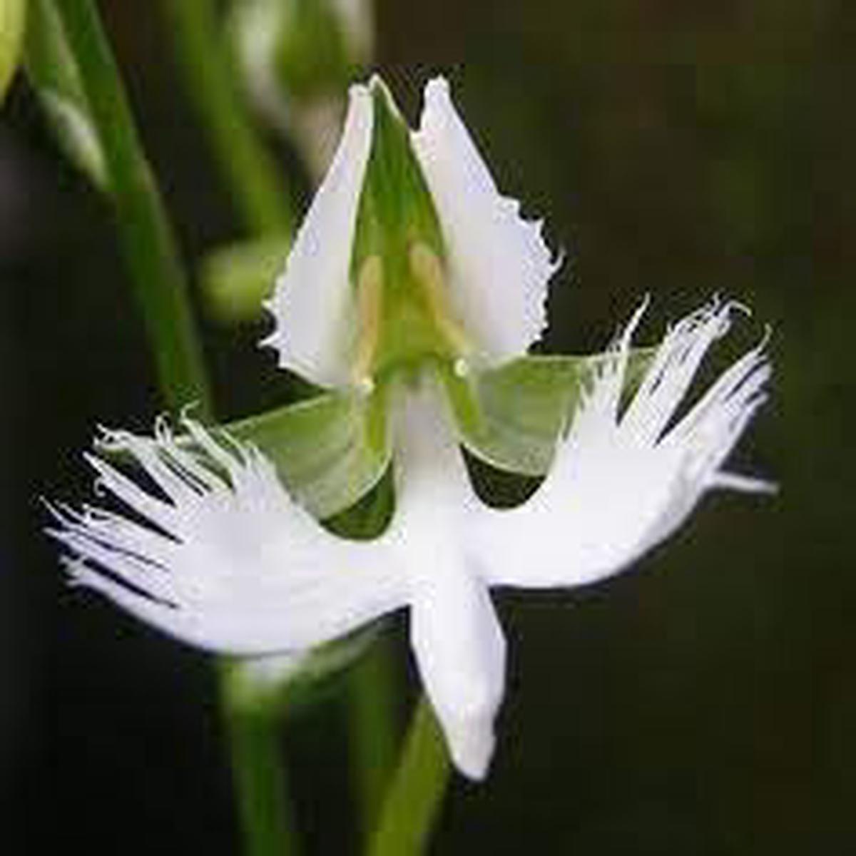Japanese Radiata Flower Seeds for Planting Organic, Heirloom, Non-GMO Spider Lily Seeds