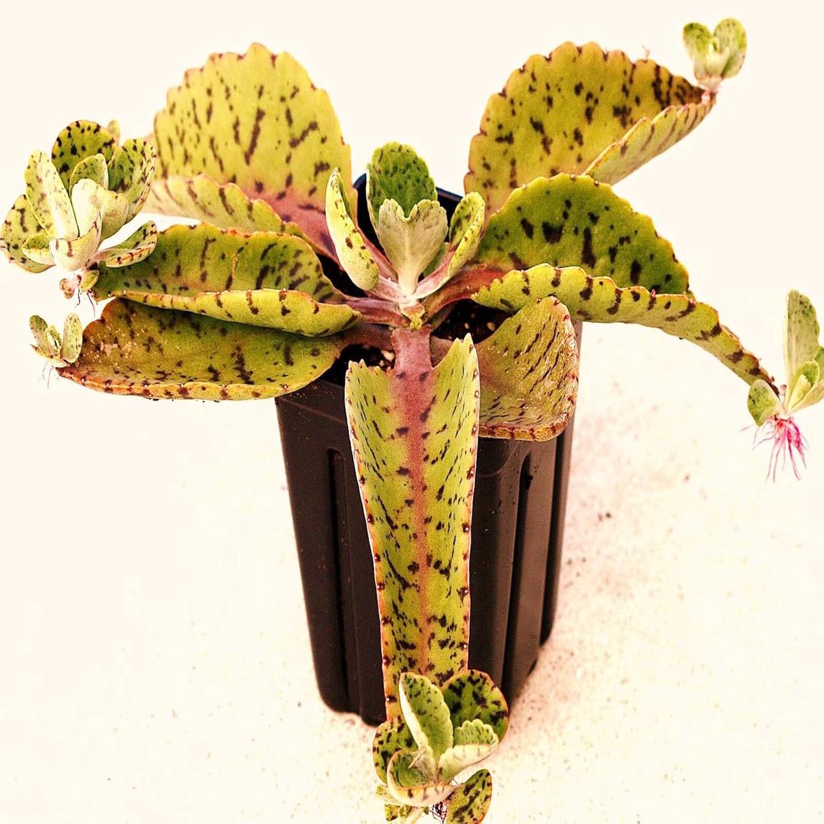 Kalanchoe Gastonis Flower Seeds Heirloom Non-GMO Seeds for Succulent and Indoor Garden Planting