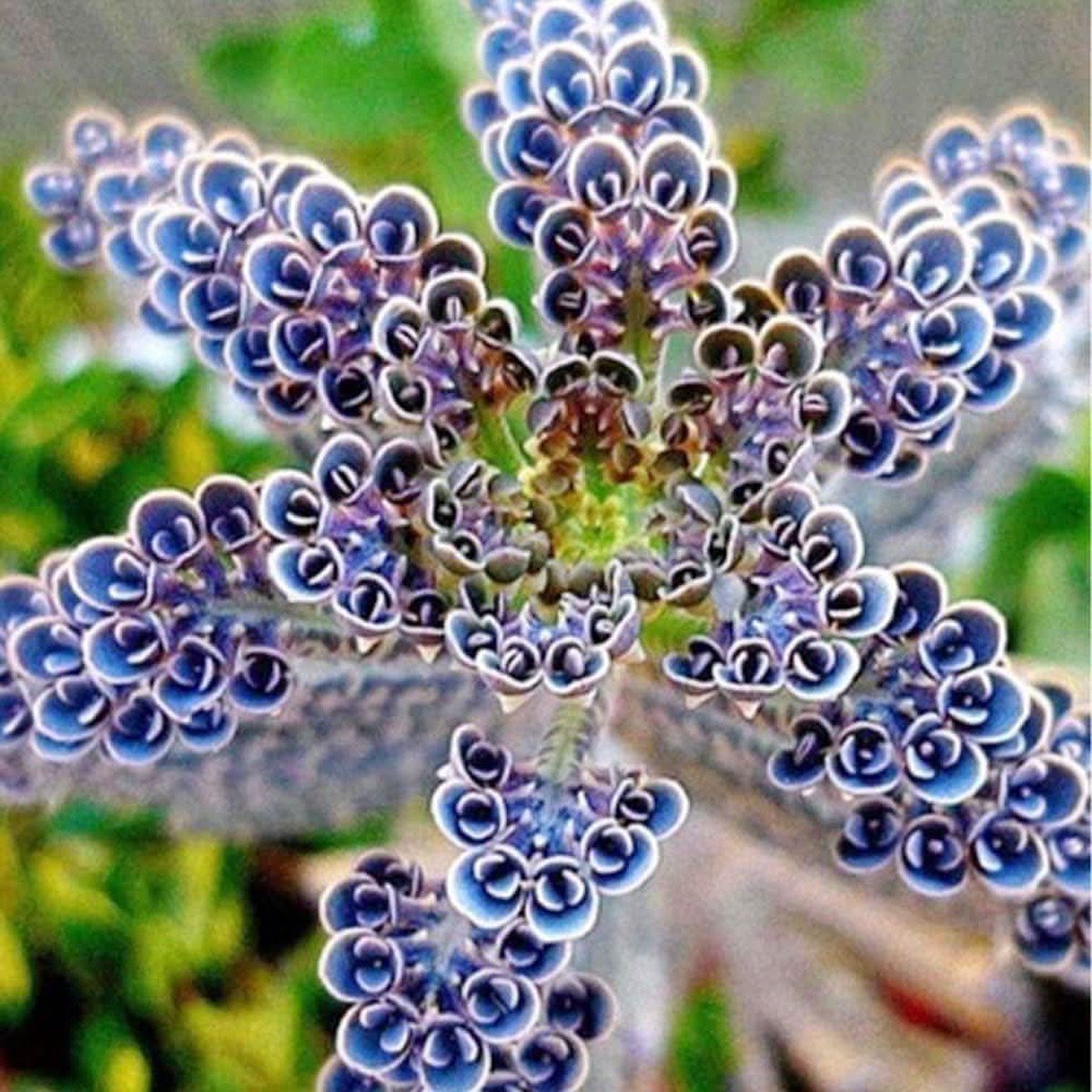 Kalanchoe Kalanchoe blossfeldiana succulent flower seeds for planting in indoor pots and planters