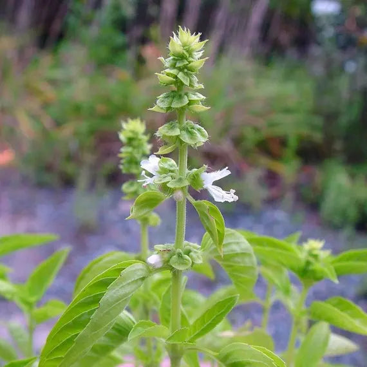 Lamiaceae Flower Seeds for Planting  Heirloom, Non-GMO, High Germination, Organic Garden Seeds