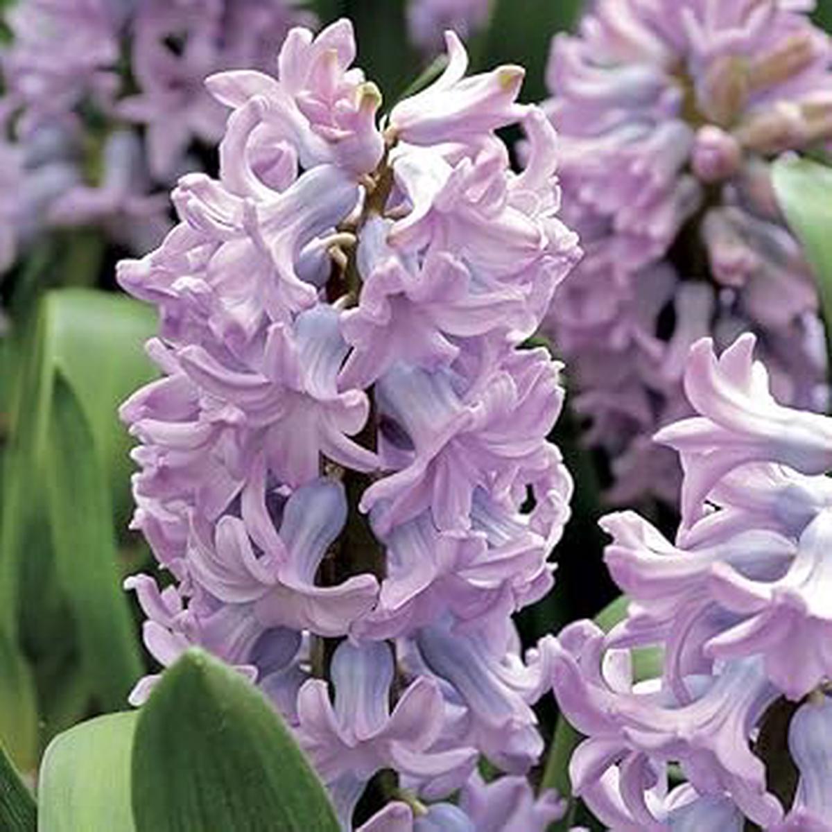 Lavender Hyacinth Flower seeds for Planting - Perfect for Borders, Heirloom & GMO Free Seeds for Home Garden
