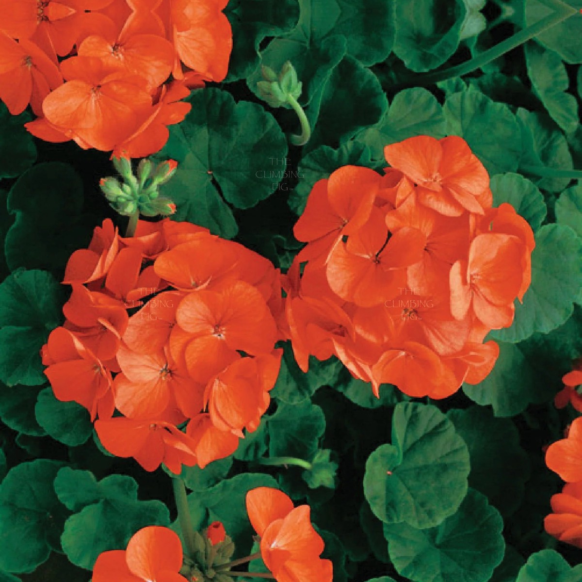 Light Orange Geranium Seeds  Heirloom, Non-GMO Seeds for Planting Vibrant Garden Blooms