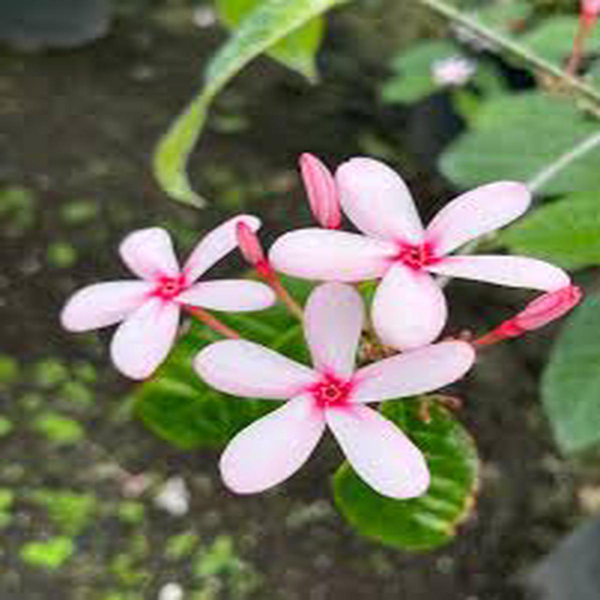 Light Pink Gardenia Flower Seeds for Planting Fragrant Blossoms Heirloom & GMO Free Seeds for Home Garden Sale
