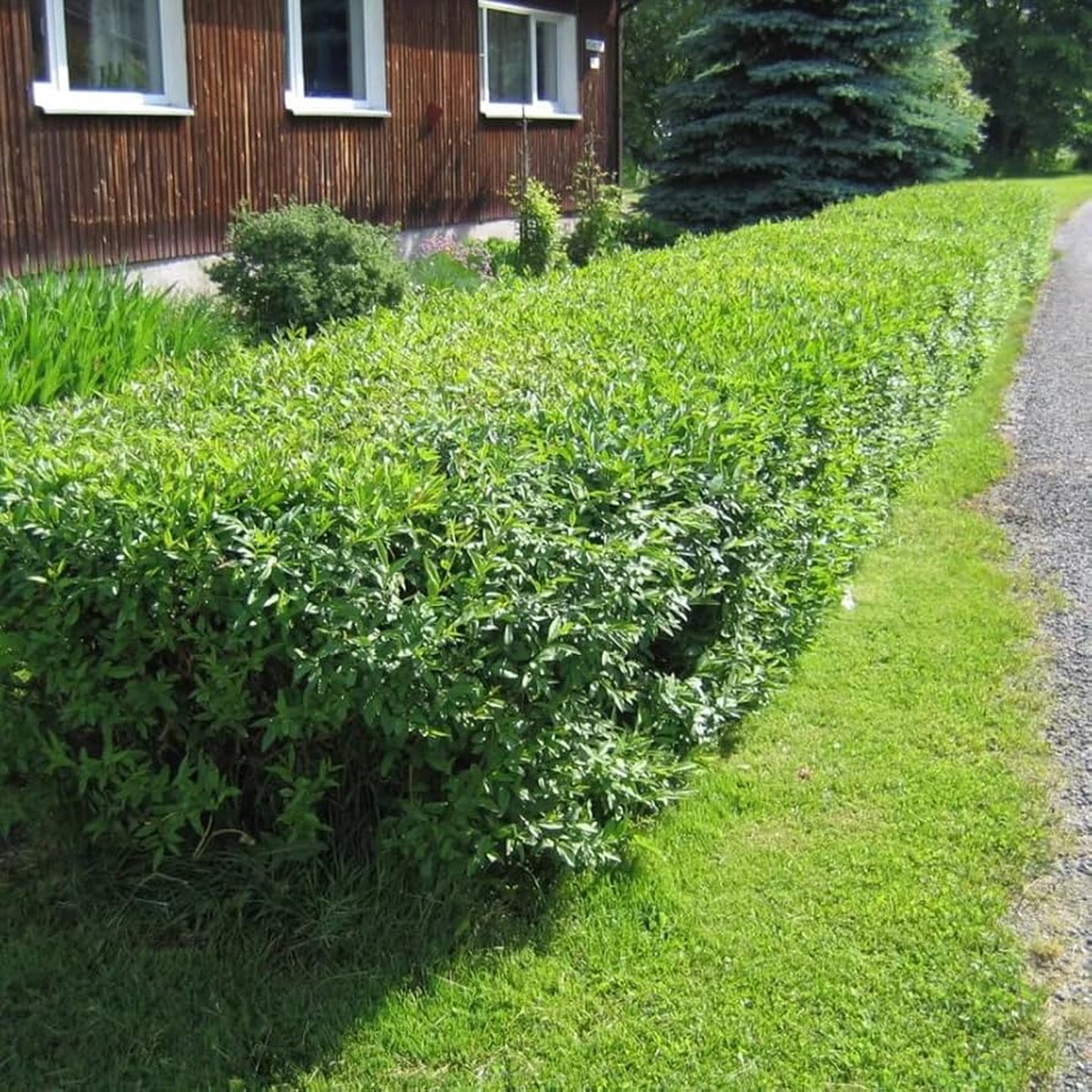 Ligustrum Vulgare Ligustrum Vulgare Plant For Planting In Hedge Flower Seeds for Home Garden