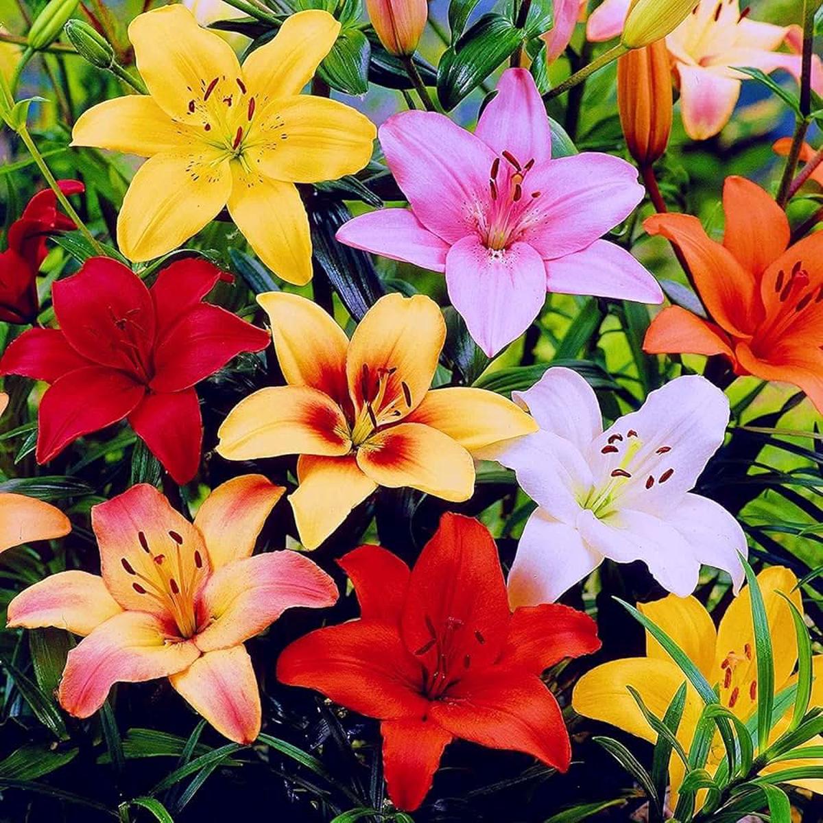 Lily Lilium Longiflorum Flower For Planting In Backyard Gardening Decorative Indoor Pots Flower